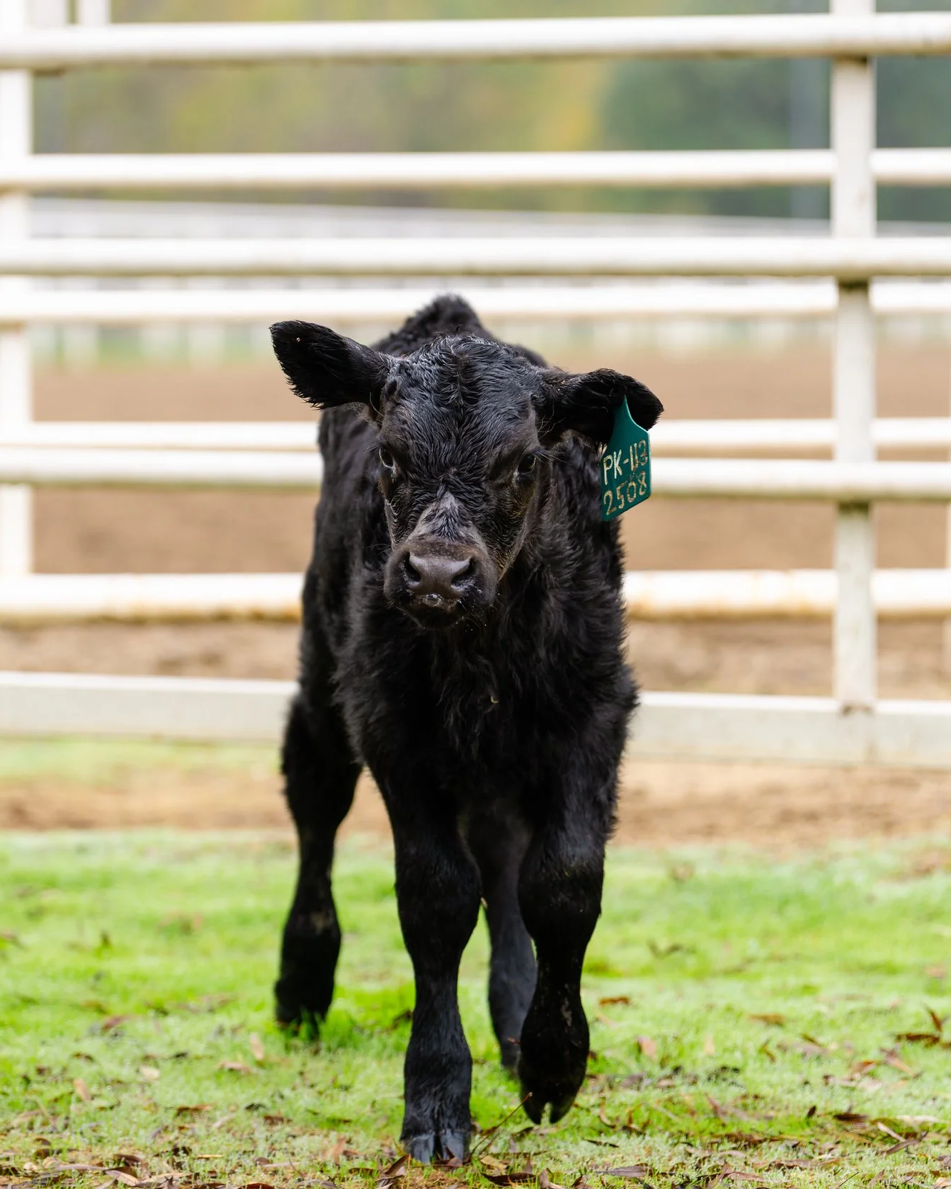 Young IO Angus calf with identification ear tag in fenced pasture.