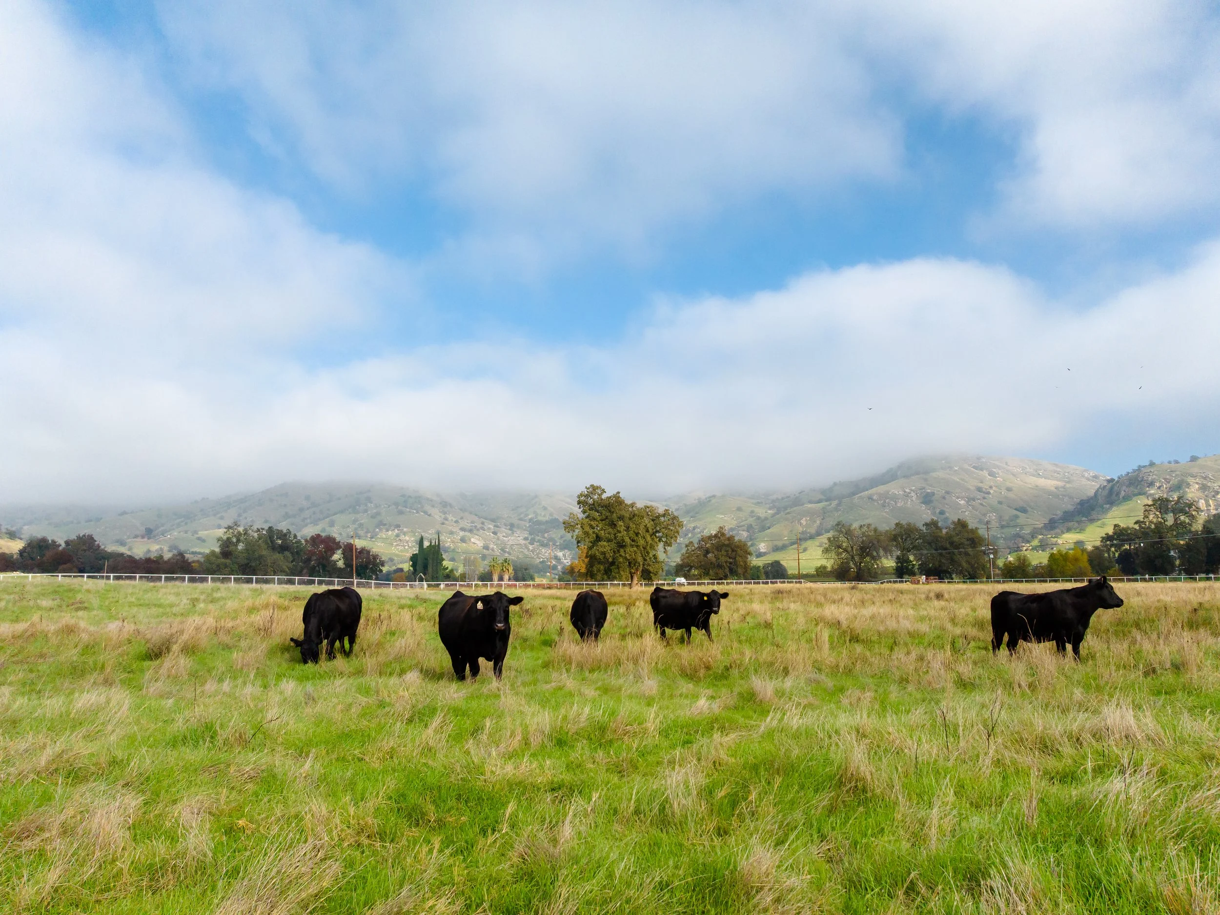 A green pasture with five black cows grazing, hills with trees and fog in the background, and a partly cloudy blue sky.