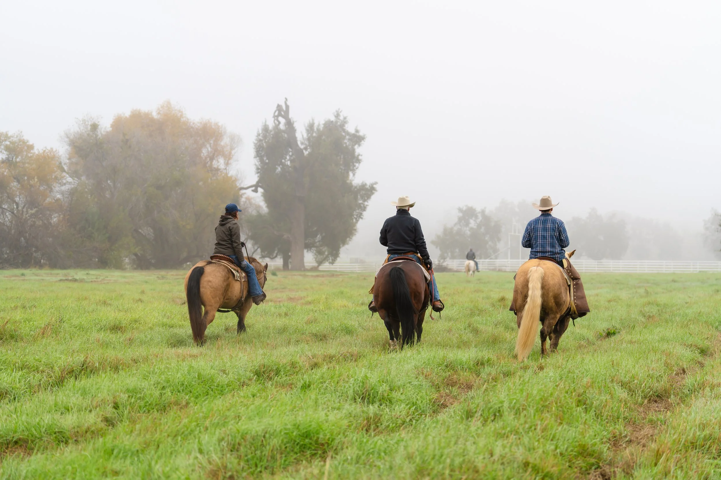 Horseback riding through IO Angus ranch pastures on a foggy morning.