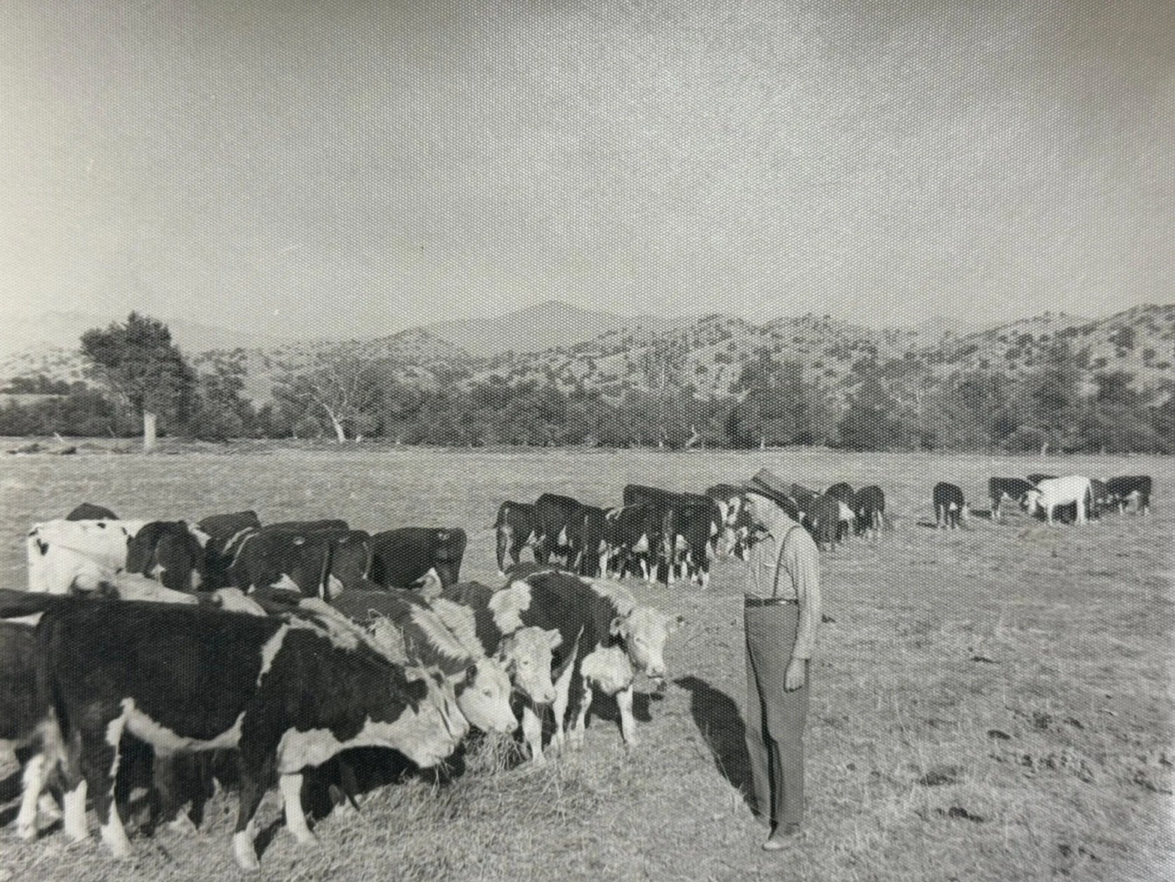 Rancher herding IO Angus cattle on open pasture with mountain views.