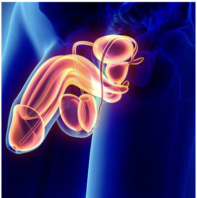 Animated medical illustration of the male reproductive and urinary system, including the bladder, prostate, penis, and testicles.