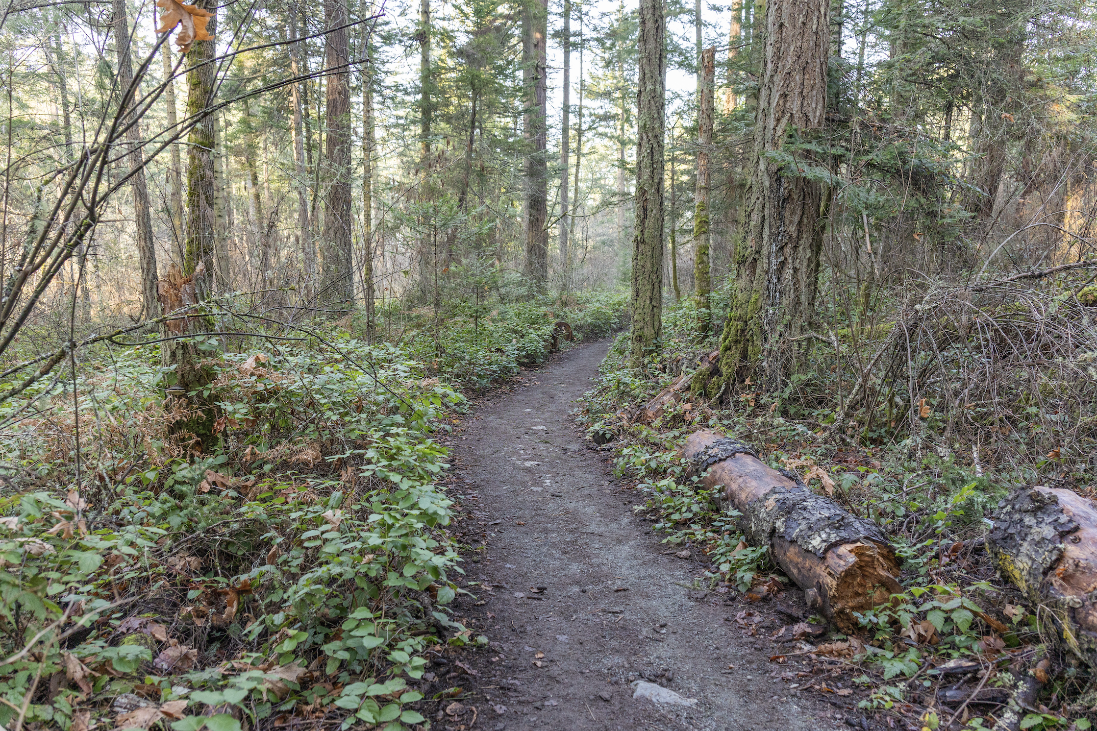 Screenshot 2026-02-06 at 3.49.10 PM.png