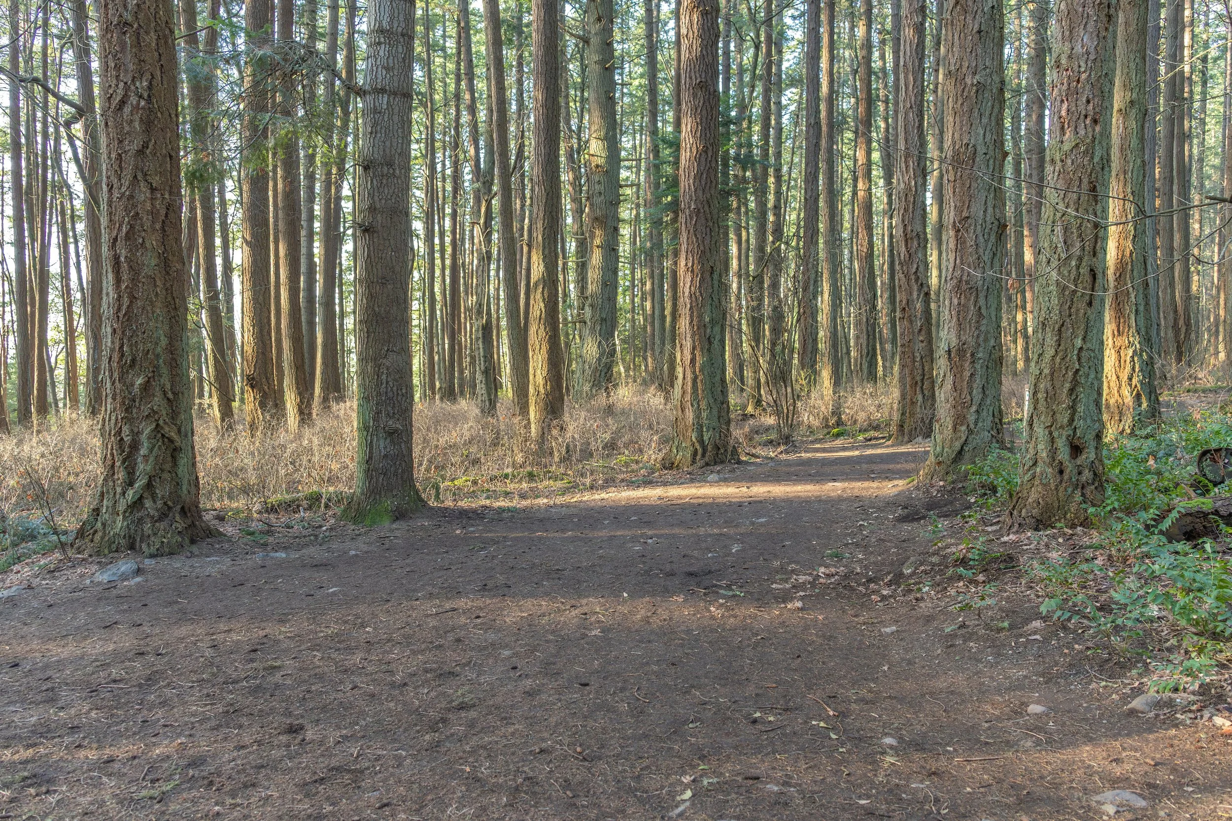 An afternoon walk through Mount Douglas park with a new lens