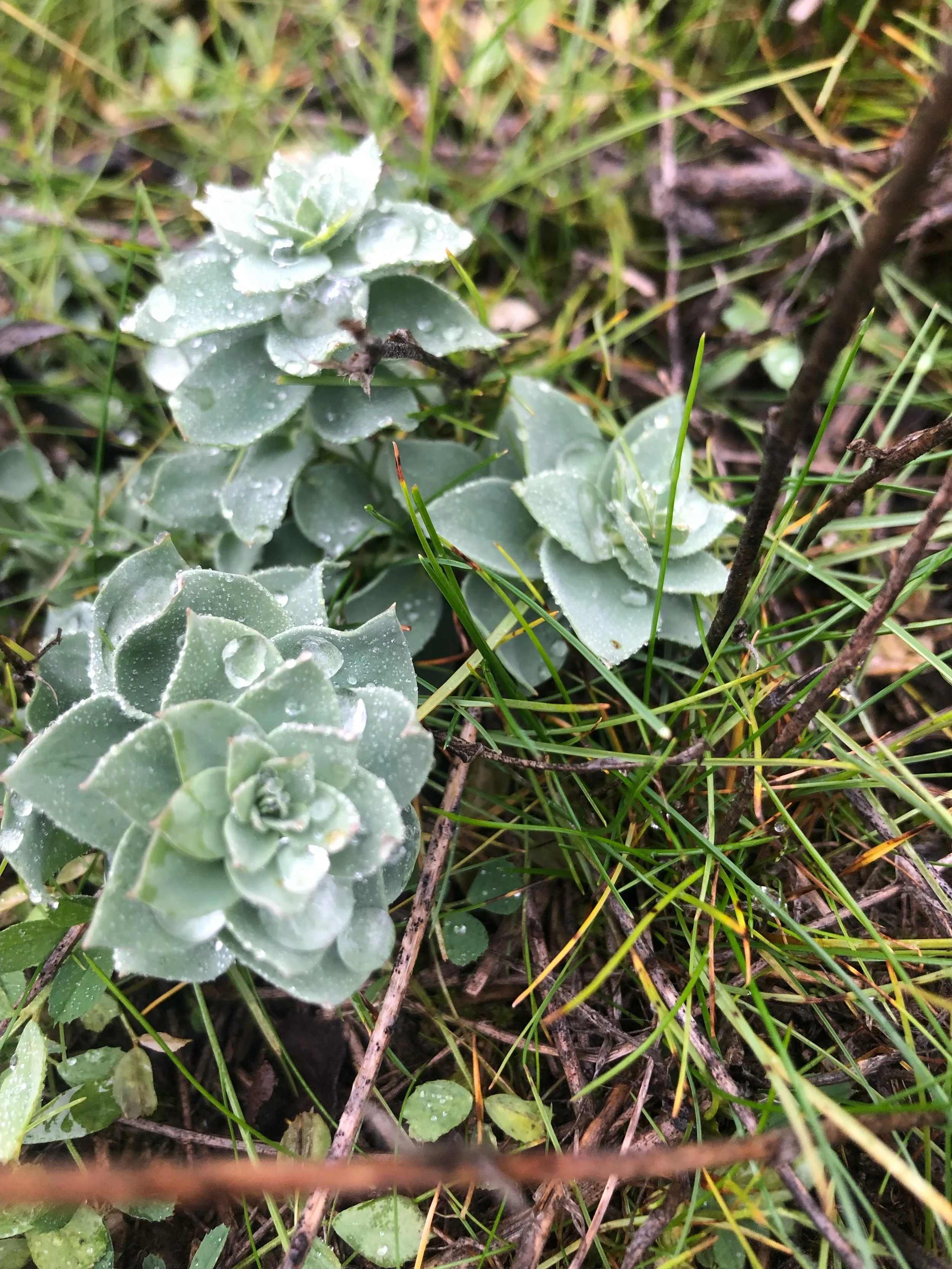 We are all perfect beings with the blueprint of our highest potential living within us