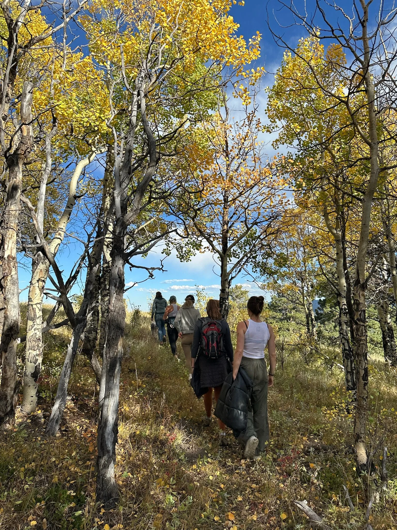 Aspen forest near Nederland Colorado