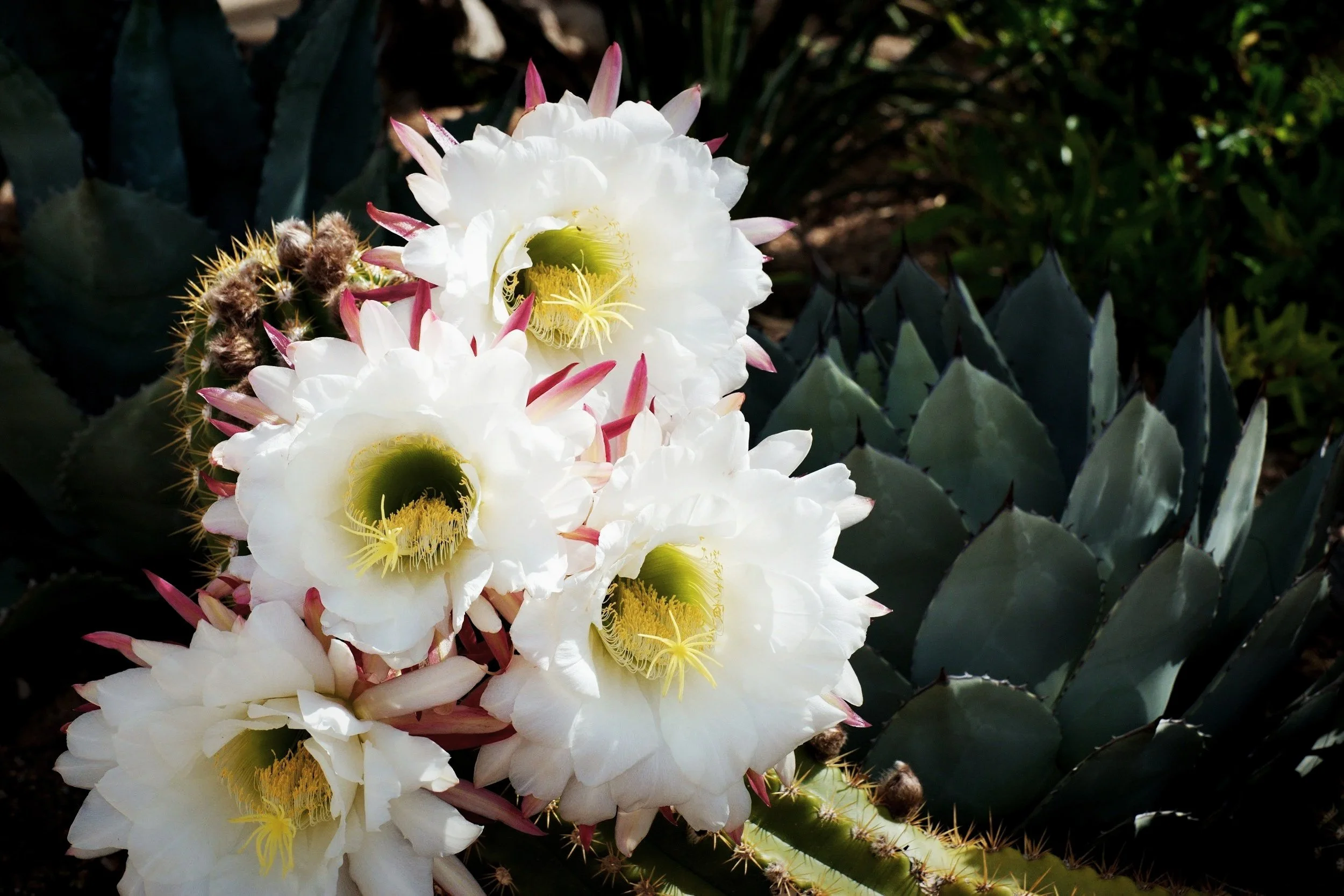 Close-up image of white cactus flowers with yellow centers and pink-tinged tips, among prickly green cactus pads.