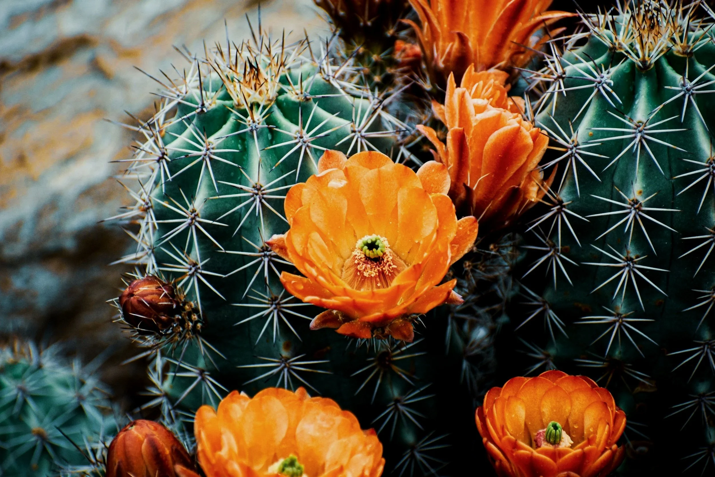 Close-up of a cactus with vibrant orange flowers blooming amidst its spines.