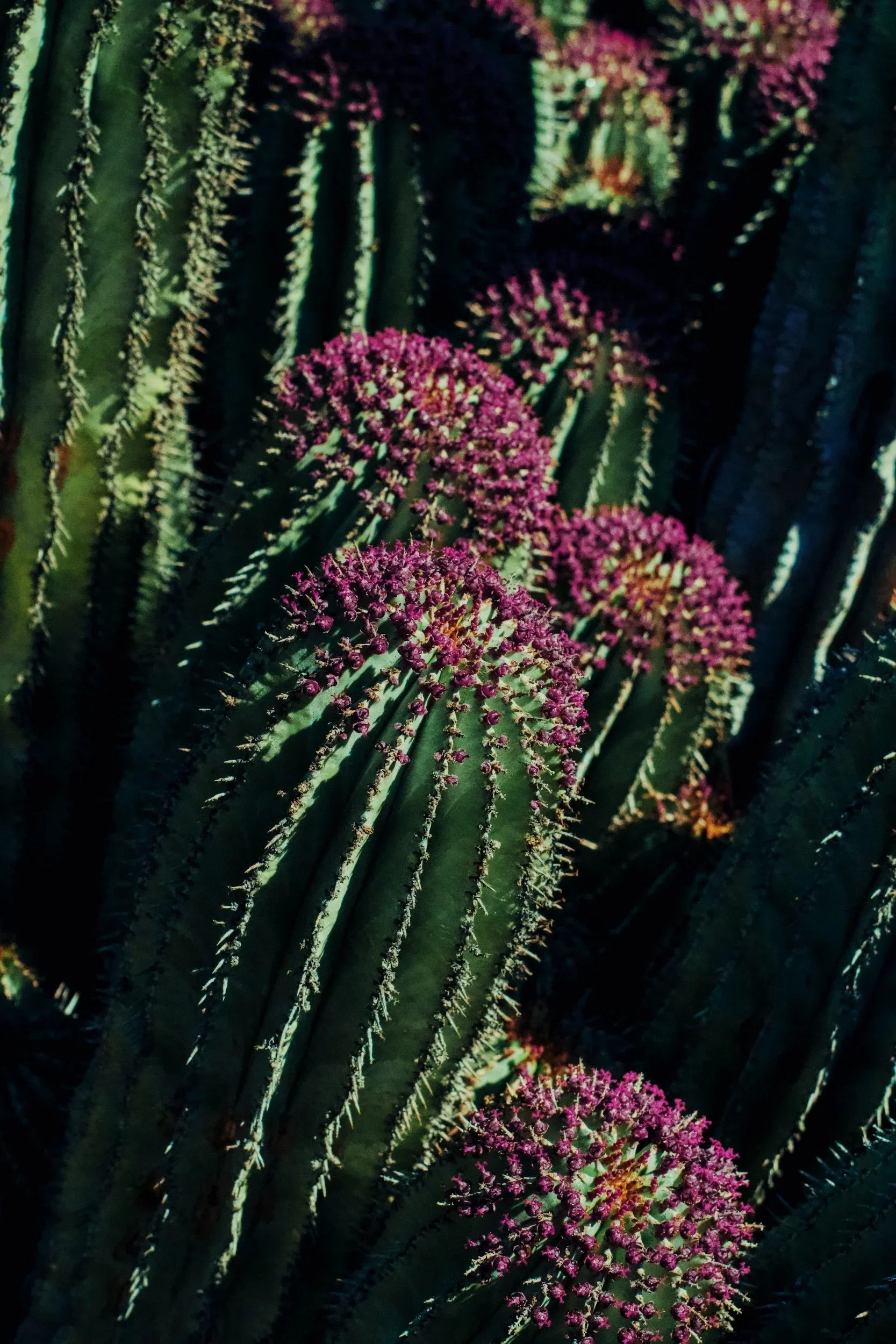 Close-up of a cactus with tall, green, ribbed segments covered in sharp spines, topped with clusters of small purple flowers.