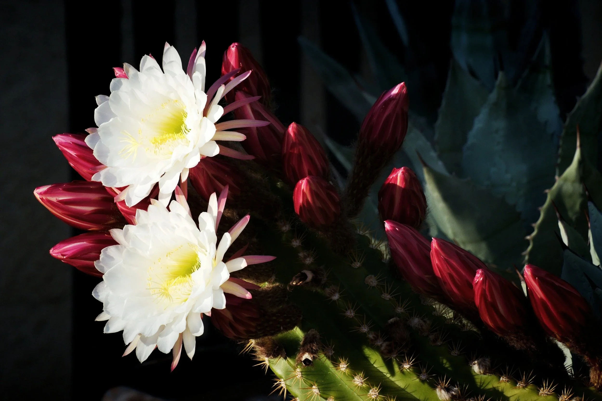 Close-up of a white cactus flower with pink buds and green cactus pads with spines, set against a dark background.