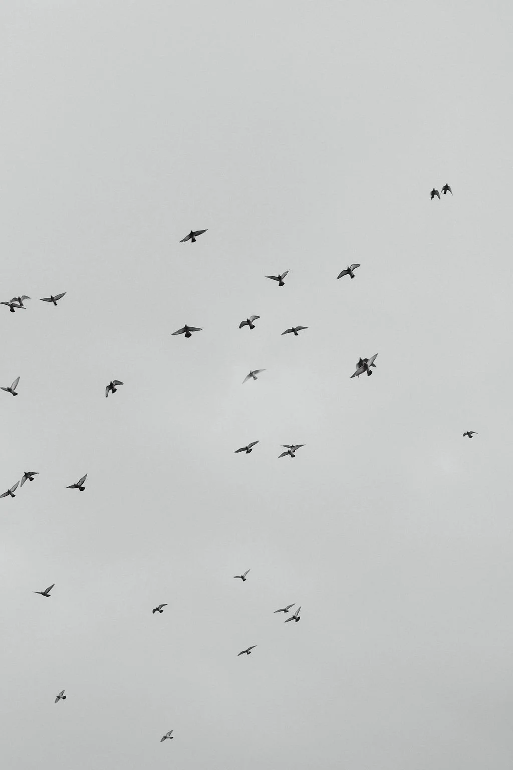 A flock of birds flying in an overcast sky.