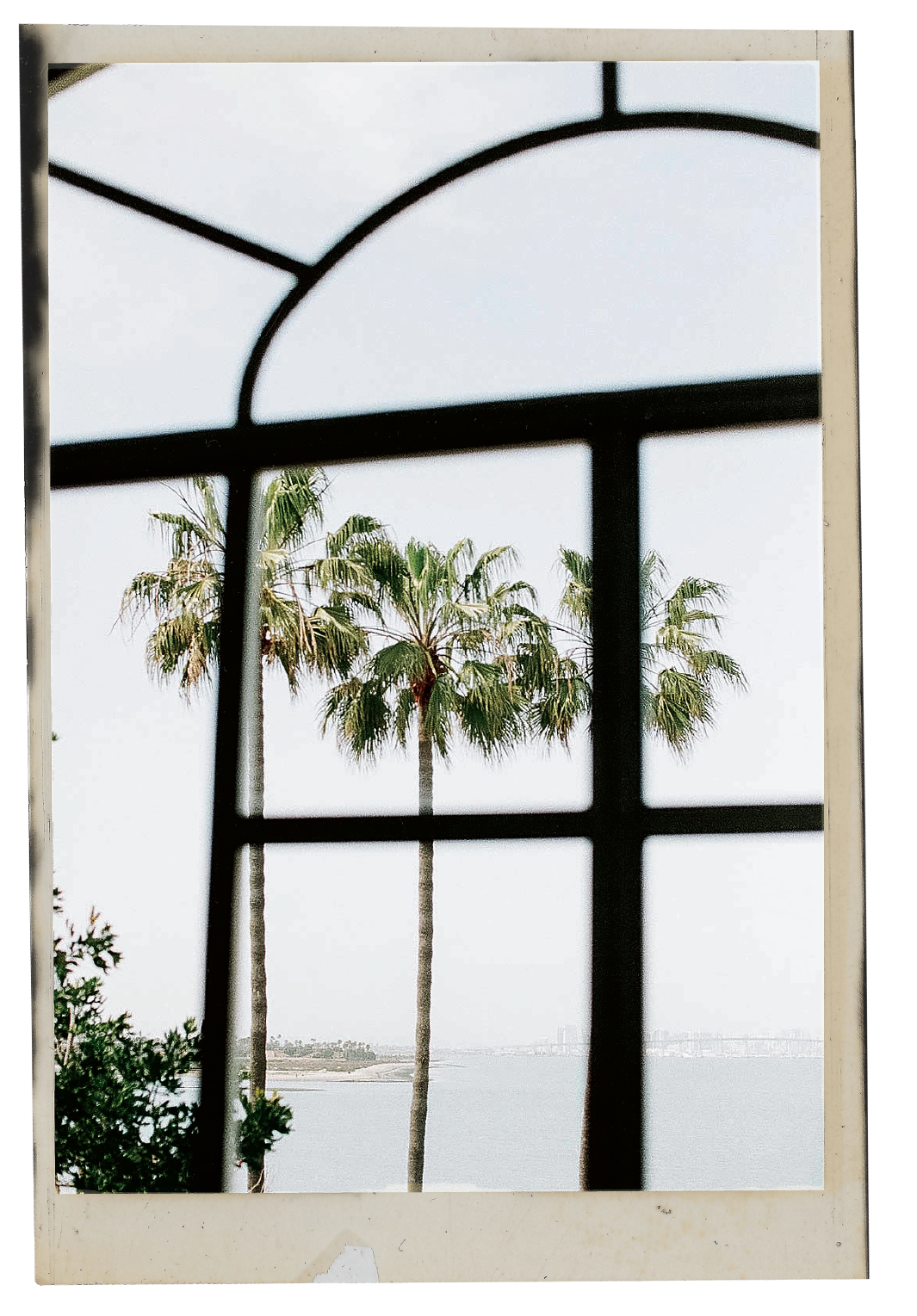 View of palm trees and water through a window with black metal bars