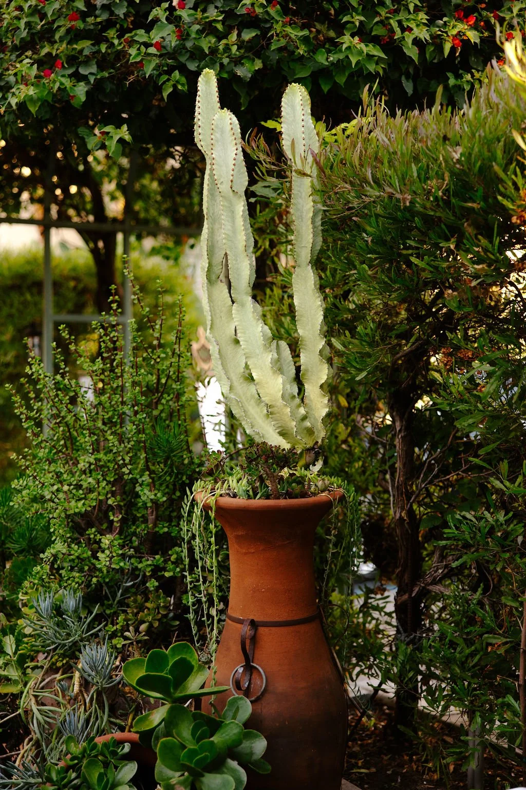 Tall cactus plant in a terracotta vase surrounded by various succulents and green foliage in a garden.