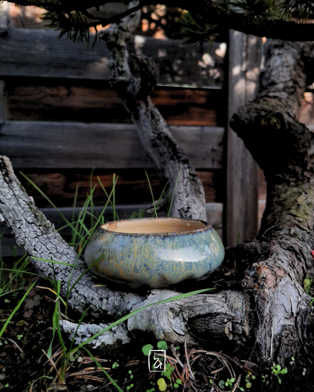 Viridis Collection - Shohin