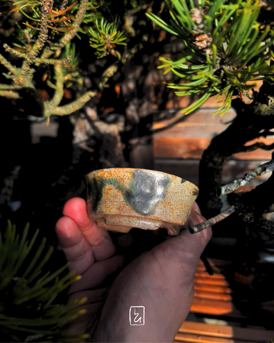 Baldío Collection - Shitakusa