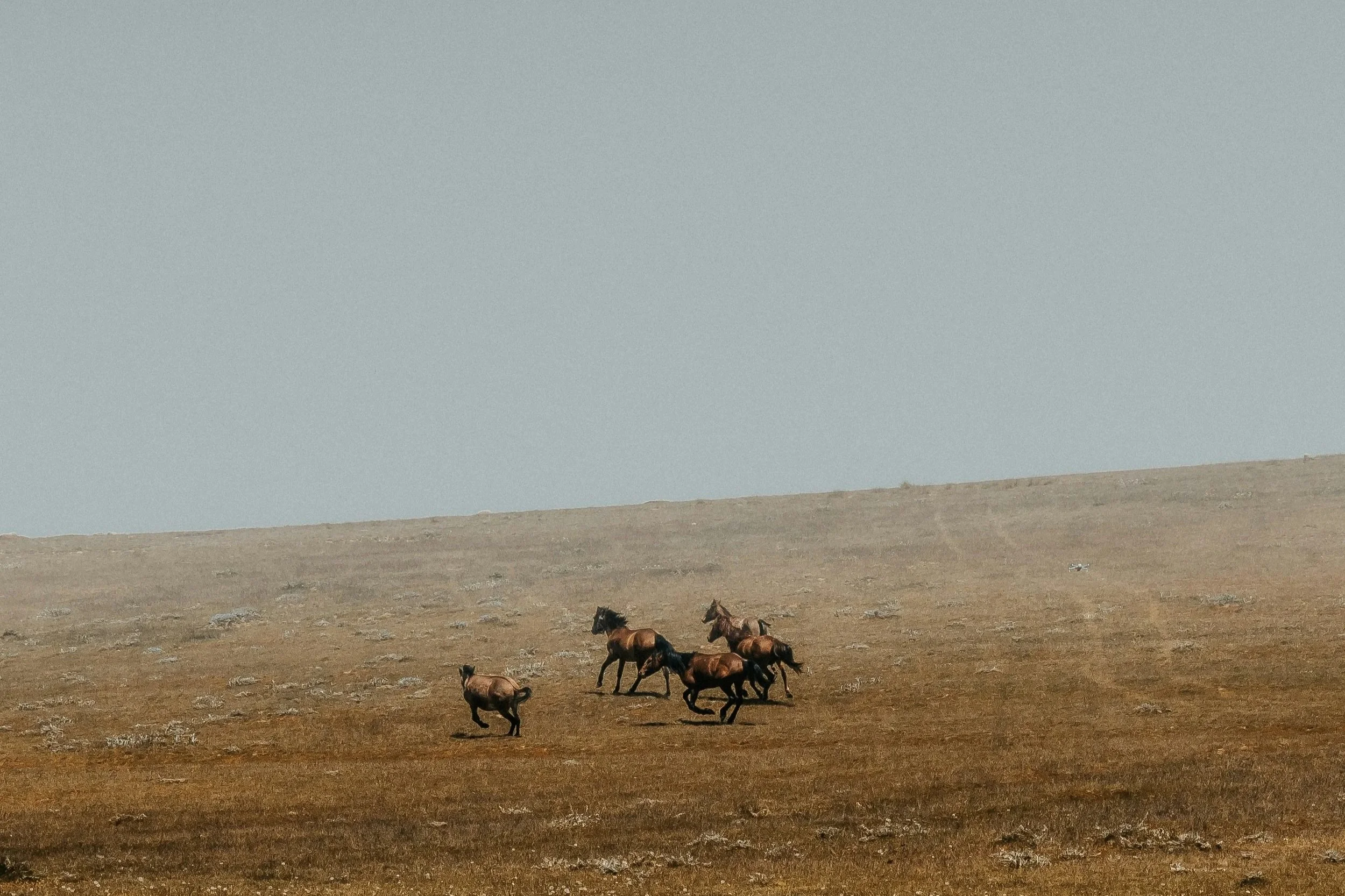 A group of horses running across a flat, dry landscape with a clear sky overhead.
