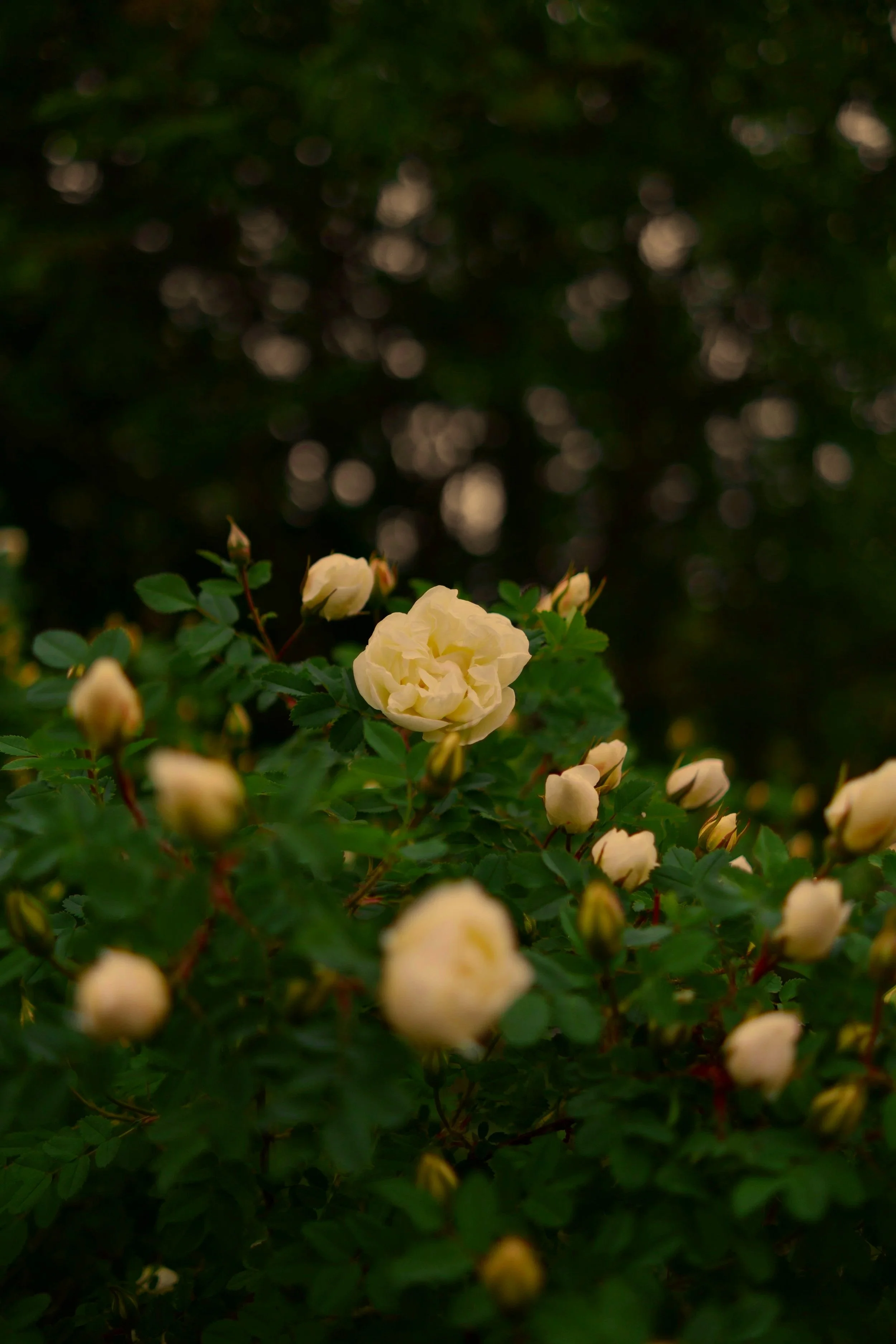 Nature-inspired image reflecting relational and depth-oriented therapy at Village Wellness Therapy