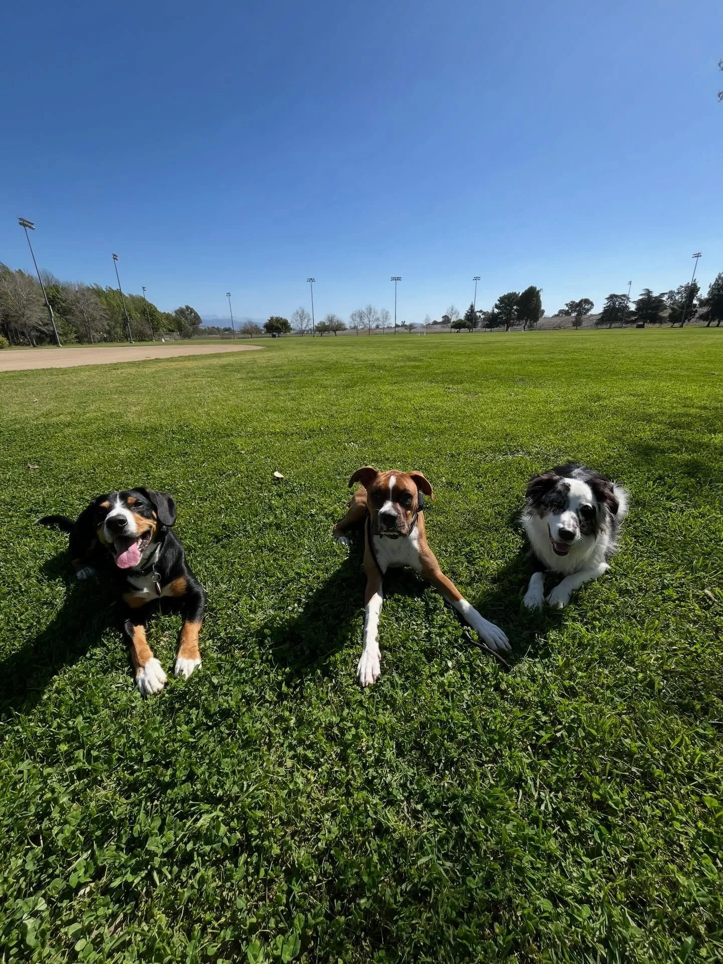 Some highlights from the last week<3 proud of all these dogs and their amazing owners who put in the work every day!! 

#sfv #losangeles #dogtraining #ladogs #sanfernandovalley