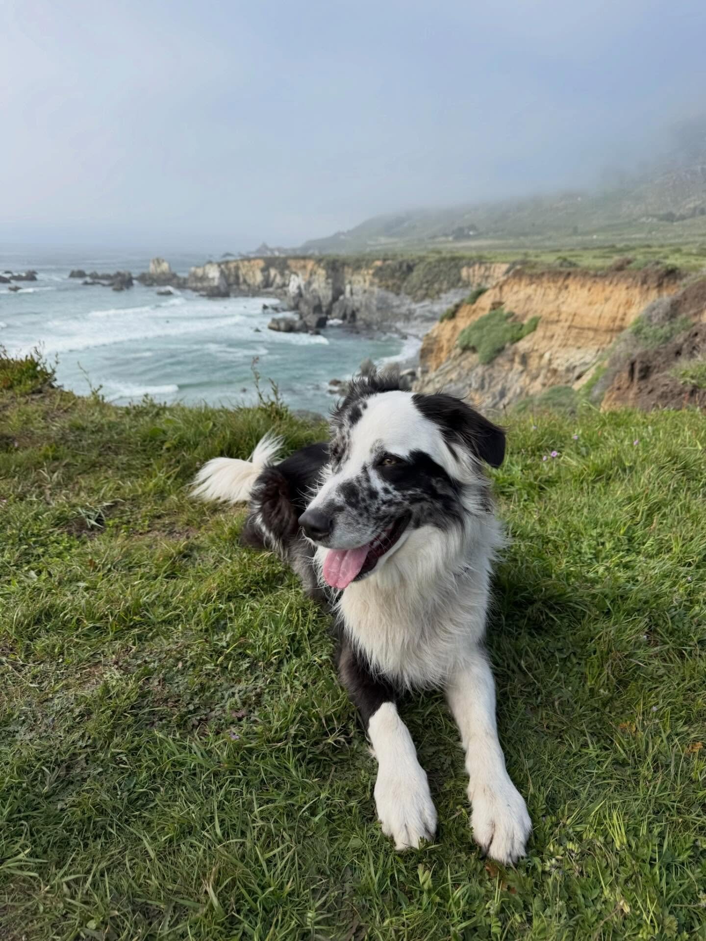 Life with your reactive dog gets better.

Some thoughts after a recent camping trip with my previously reactive dog, Buddy. 

When I got Buddy he was quite people reactive. I was right where I see so many of my clients at&hellip; stressed over his re