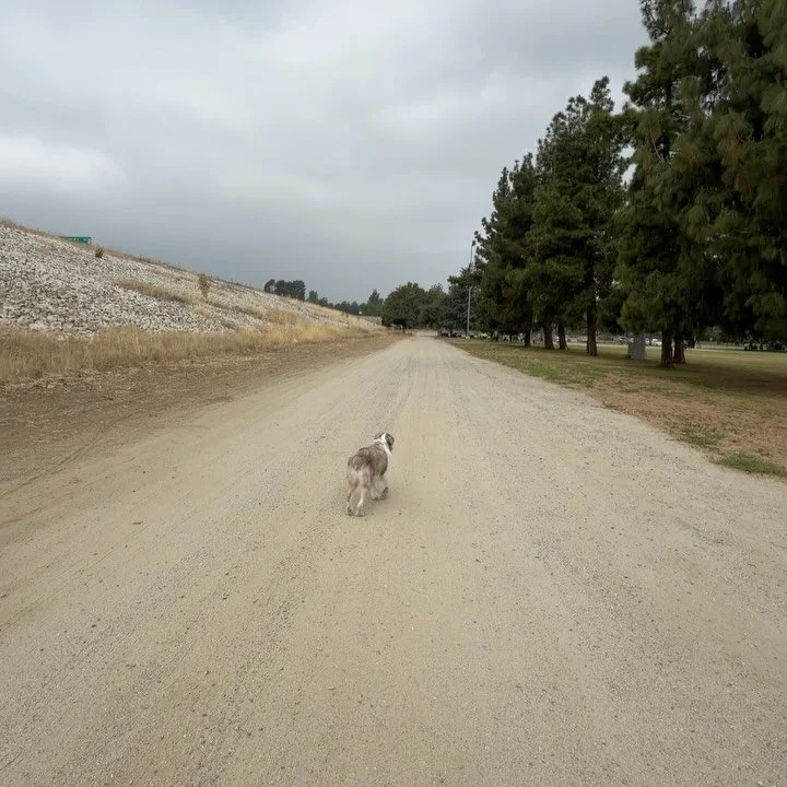 good snoots of the week ! 
#dogtraining #losangeles #doglovers #puppy #sfv
