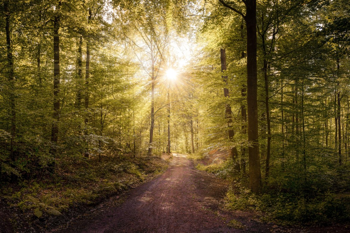 Sunlight streaming through a dense green forest over a dirt path.
