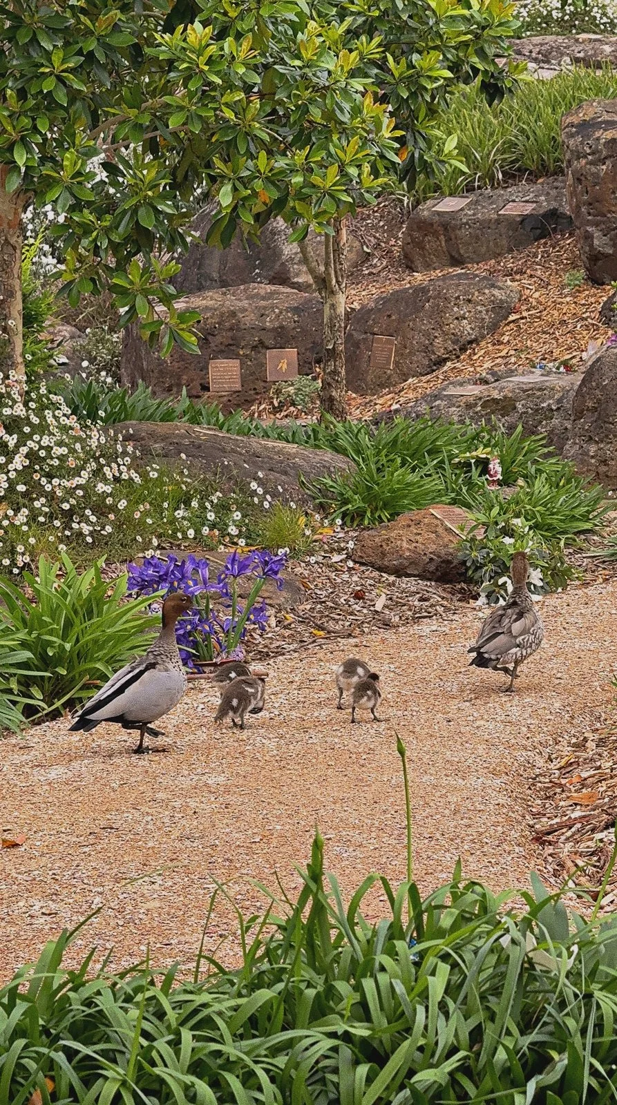 wisteriaphoto-output_5 2.jpg