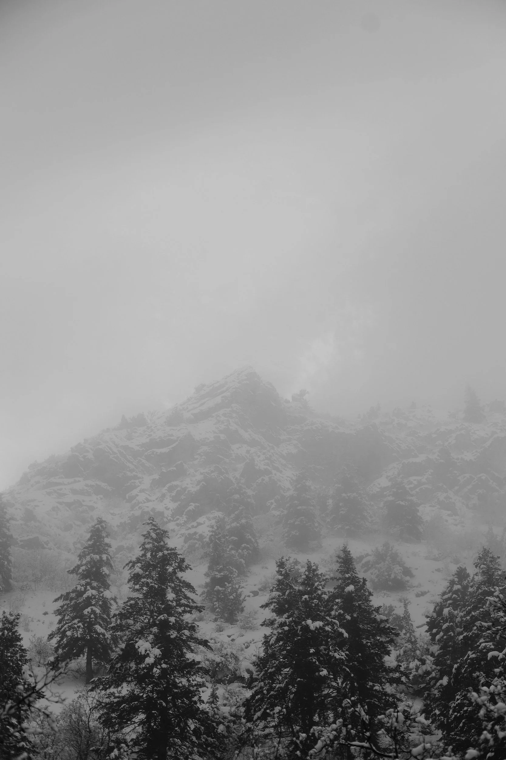 Snow-covered trees in a foggy mountainous landscape