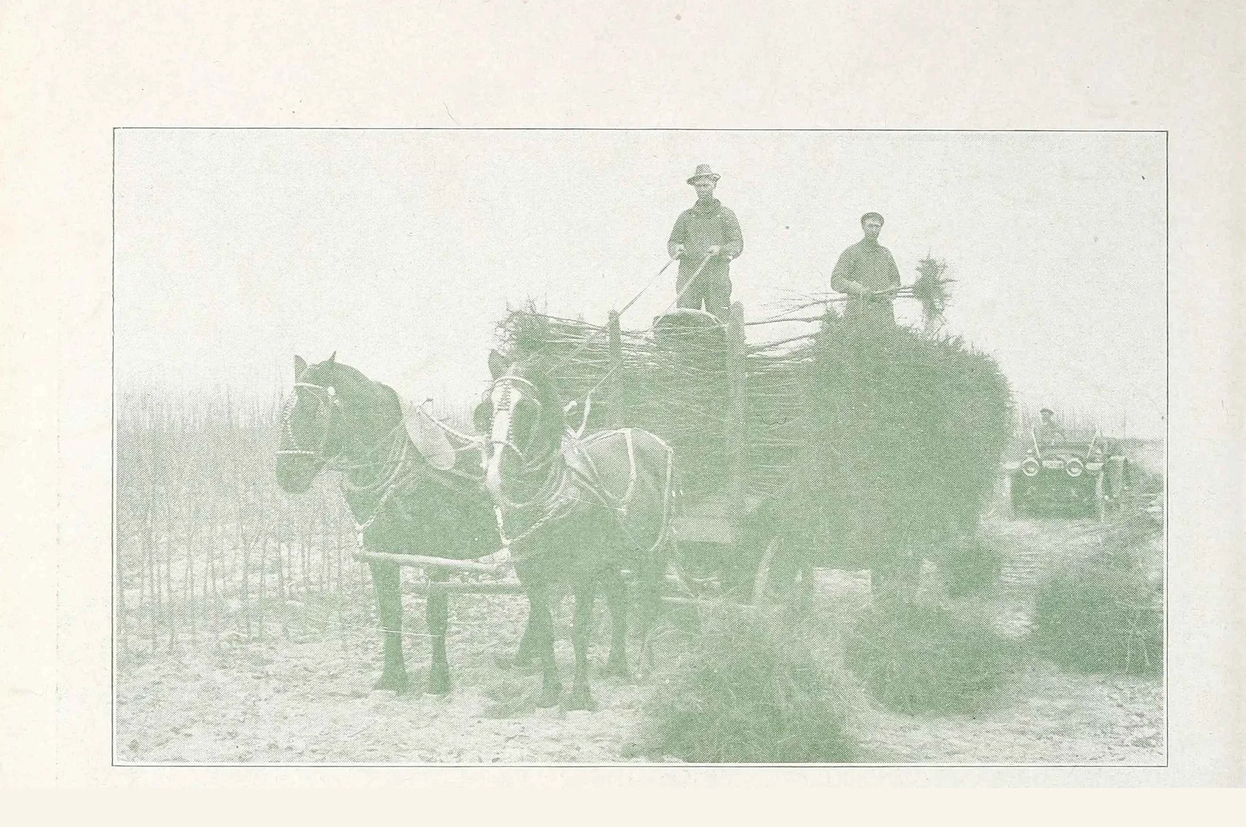 Nursery workers with a horse-drawn wagon loading bare-root apple trees for transport, from the back page of the 1916 Wilmington Nurseries catalogue.
