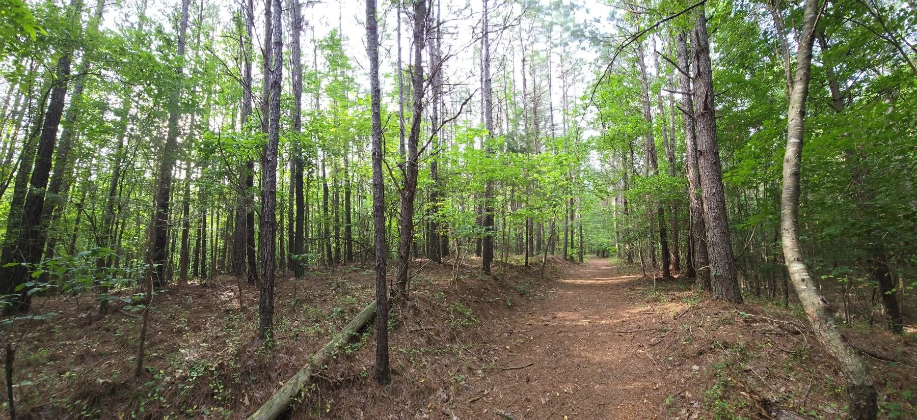 A dirt path winding through a green forest with tall trees and leafy canopy.