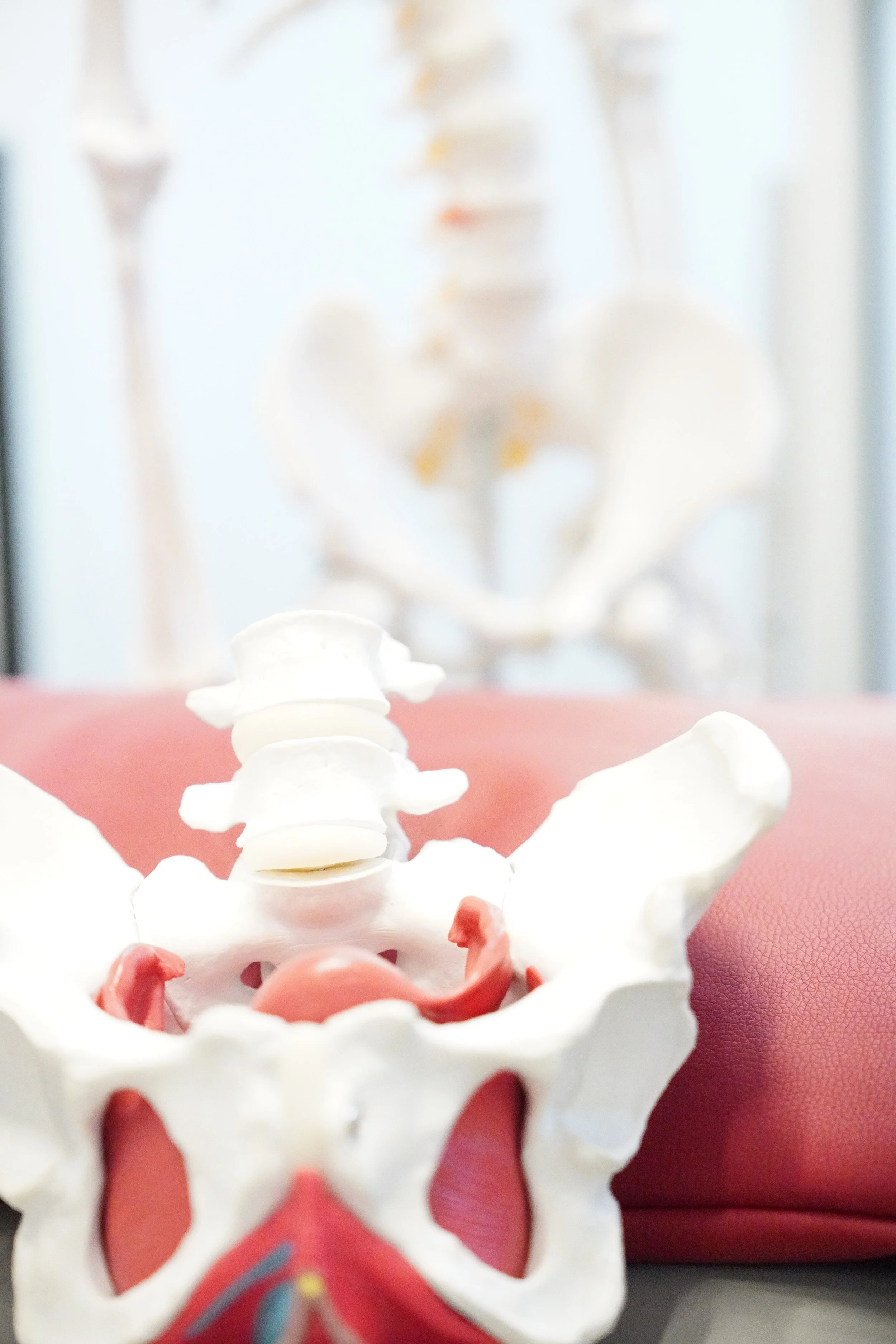 A medical model of the human pelvis and lower spine on a pink cushion with a blurred skeleton in the background.