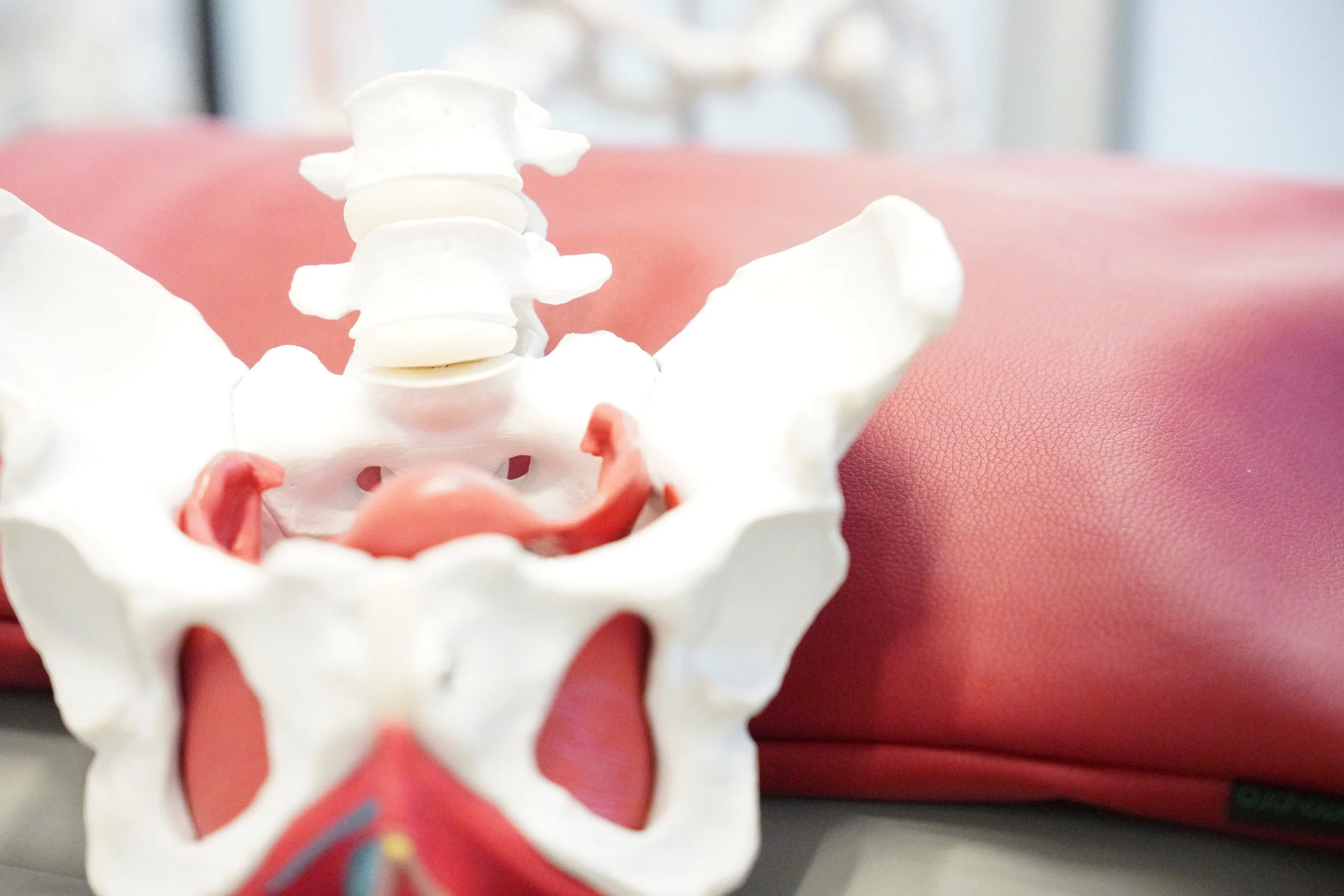 A model of a human pelvis with a focus on the lower spine and sacrum, placed on a surface with a cushioned red background.