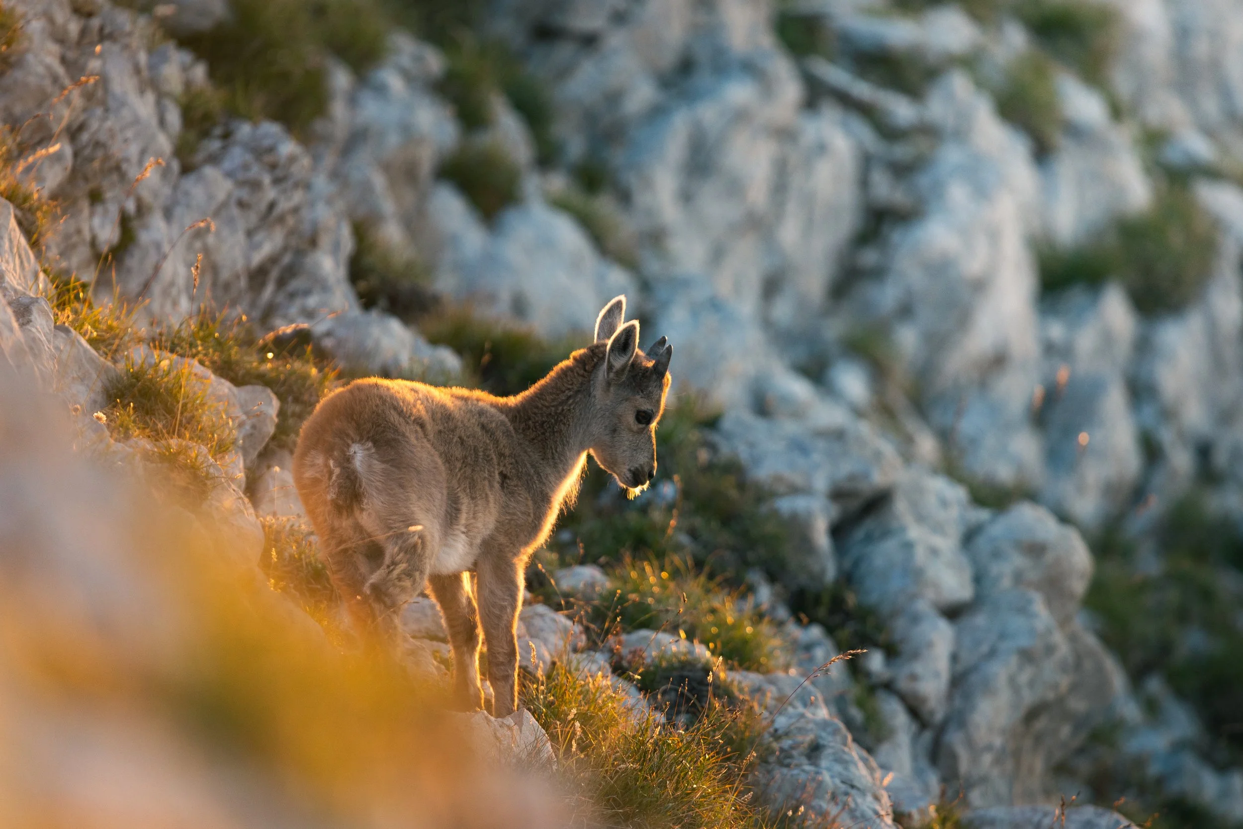 CHEVREAUX SUNRISE.jpg