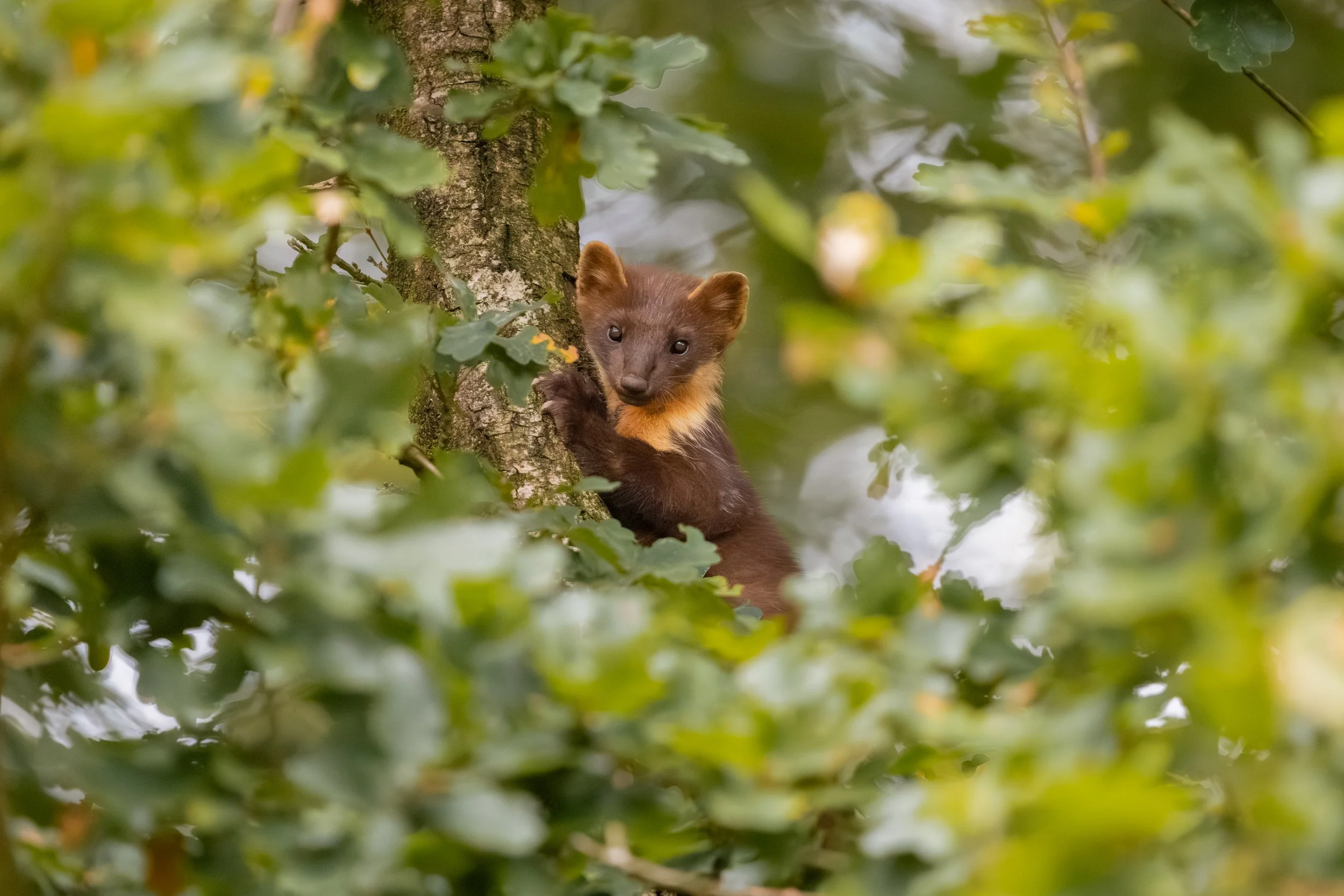 MARTRE DES PINS .jpg