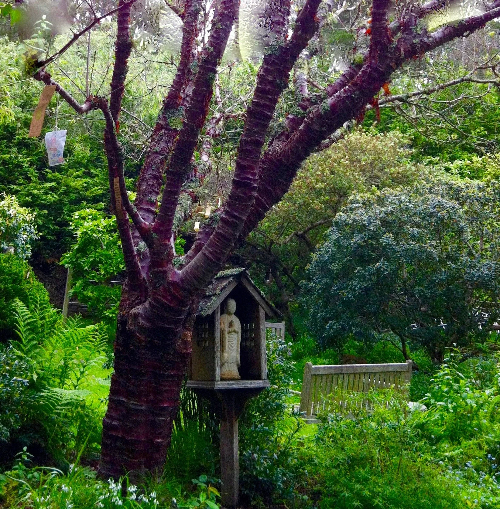 Jizo GGF garden tree 1.jpg