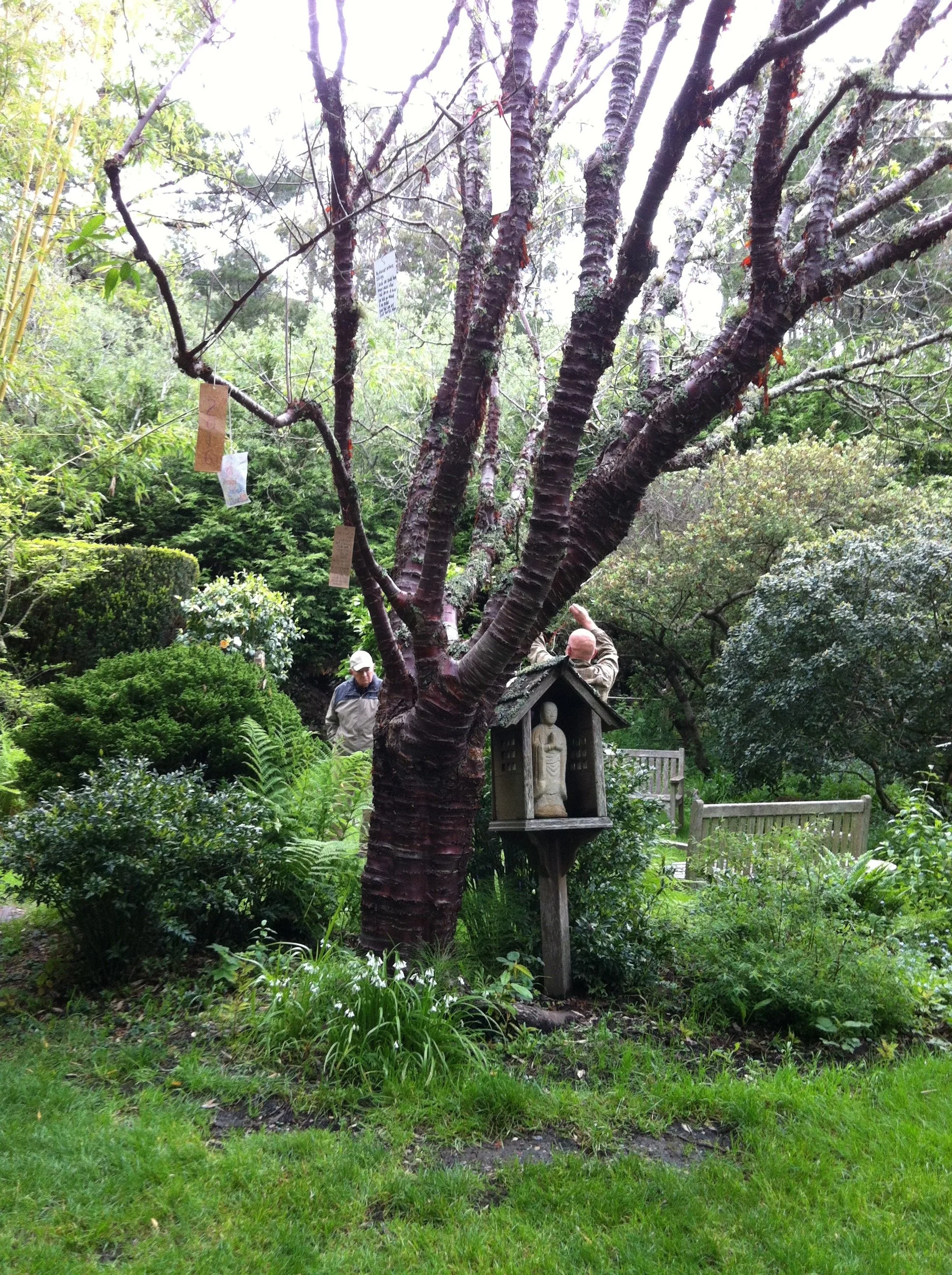 JIZO 4 USE Jizo GGF garden tree 2.jpg