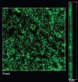 bone sialoprotein on biobraille surface. cell expression