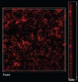 dentin matrix protein on biobraille surface. cell expression