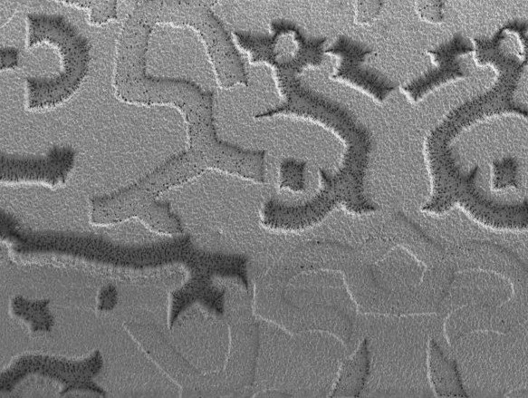 Close-up of a textured surface with an intricate, symmetrical design. biobraille macro pattern SEM