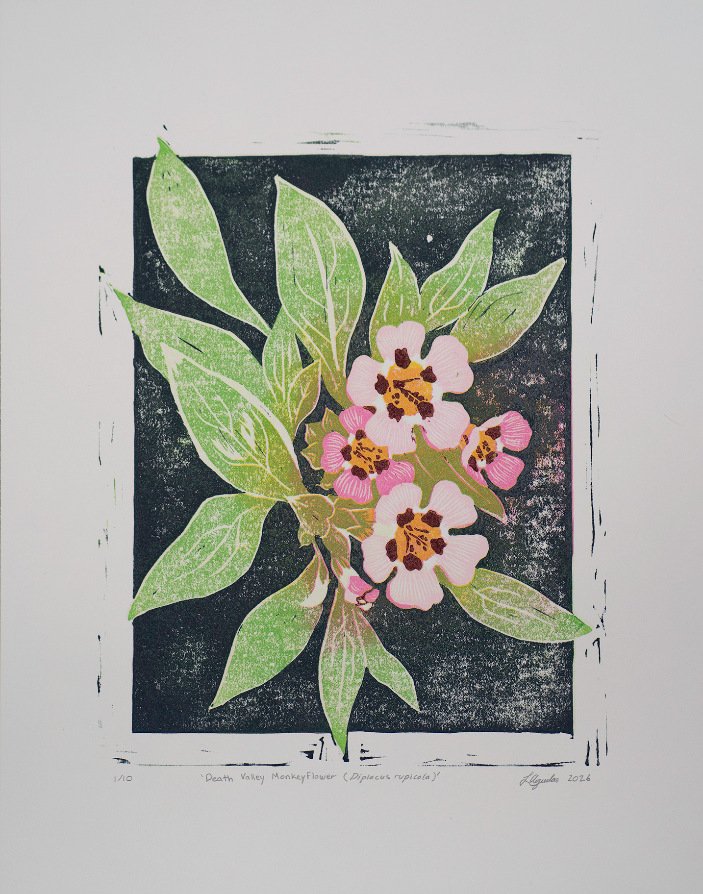 Death Valley Monkeyflower (Diplacus rupicola) Reduction Linocut Print - Limited Edition (10)