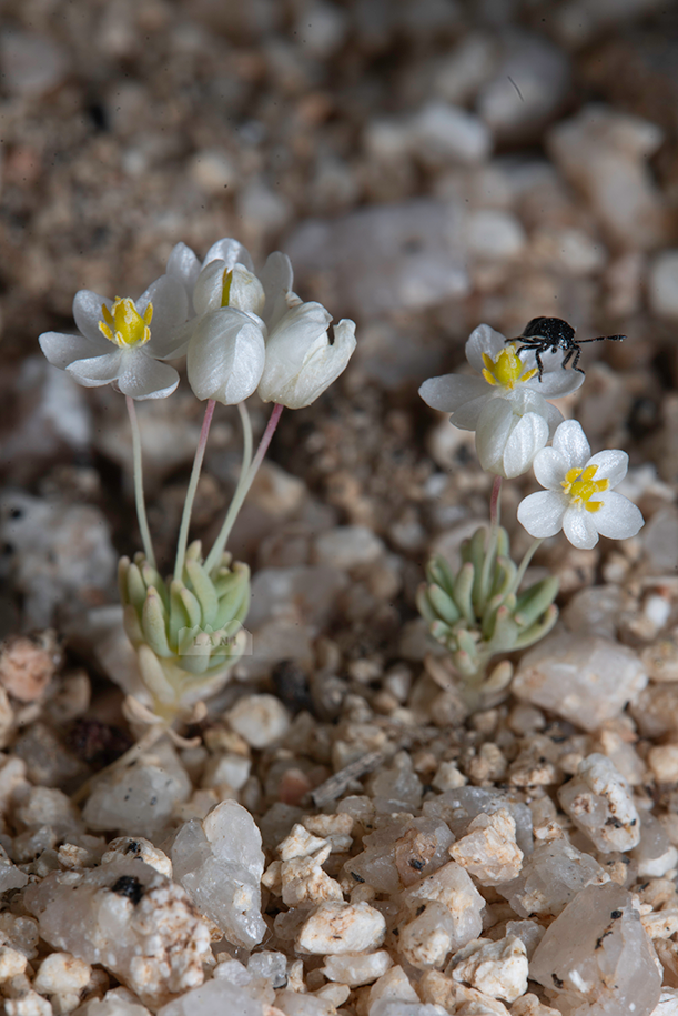 Hunt for the rare Pigmy Poppy (Canbya candida)