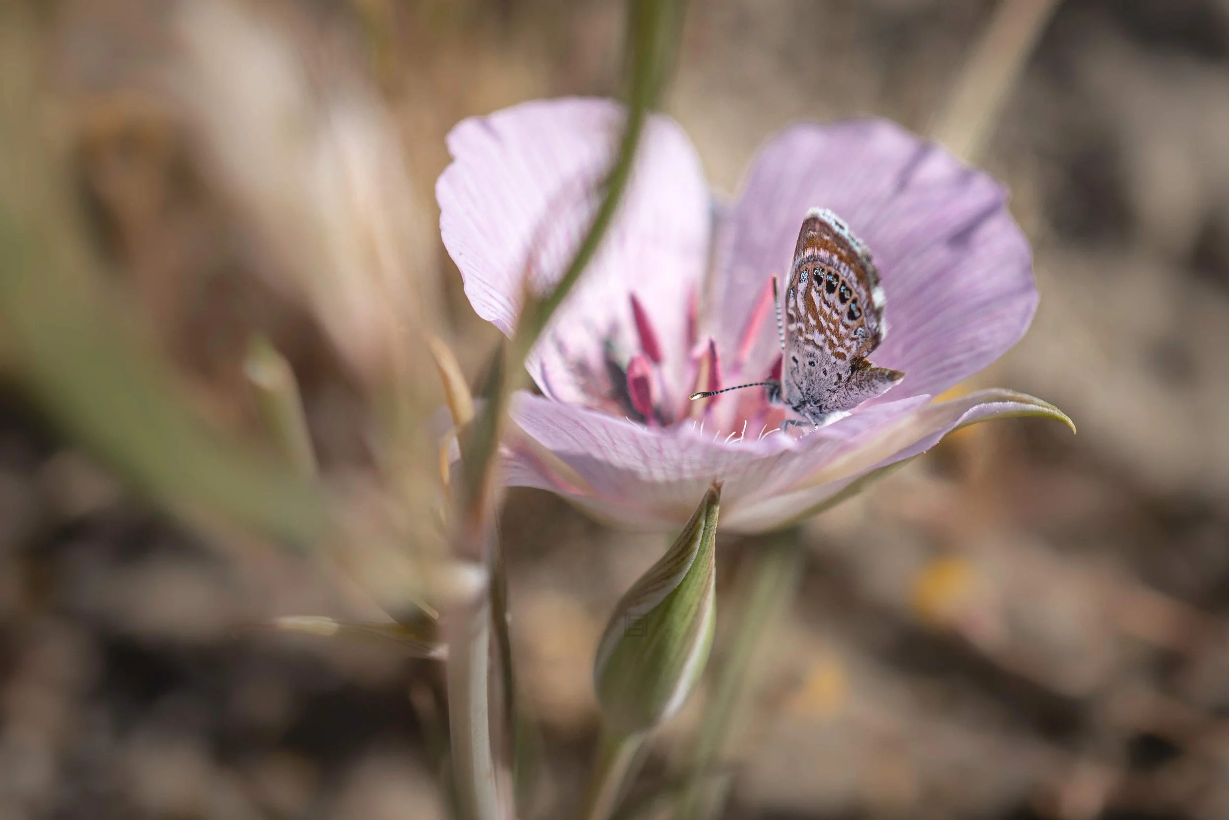 A Few Rare Plant Observations