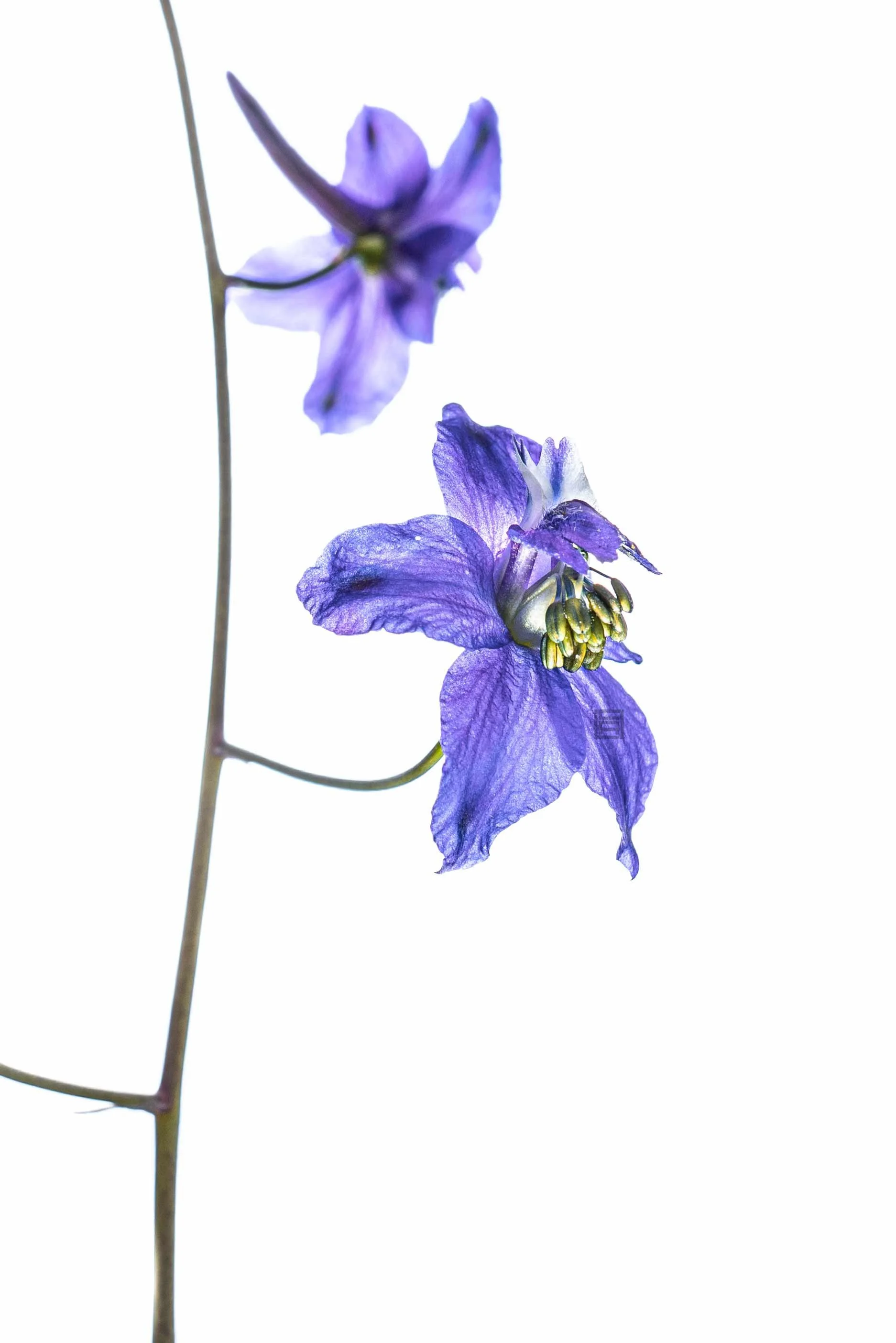 Delphinium004RS.jpg