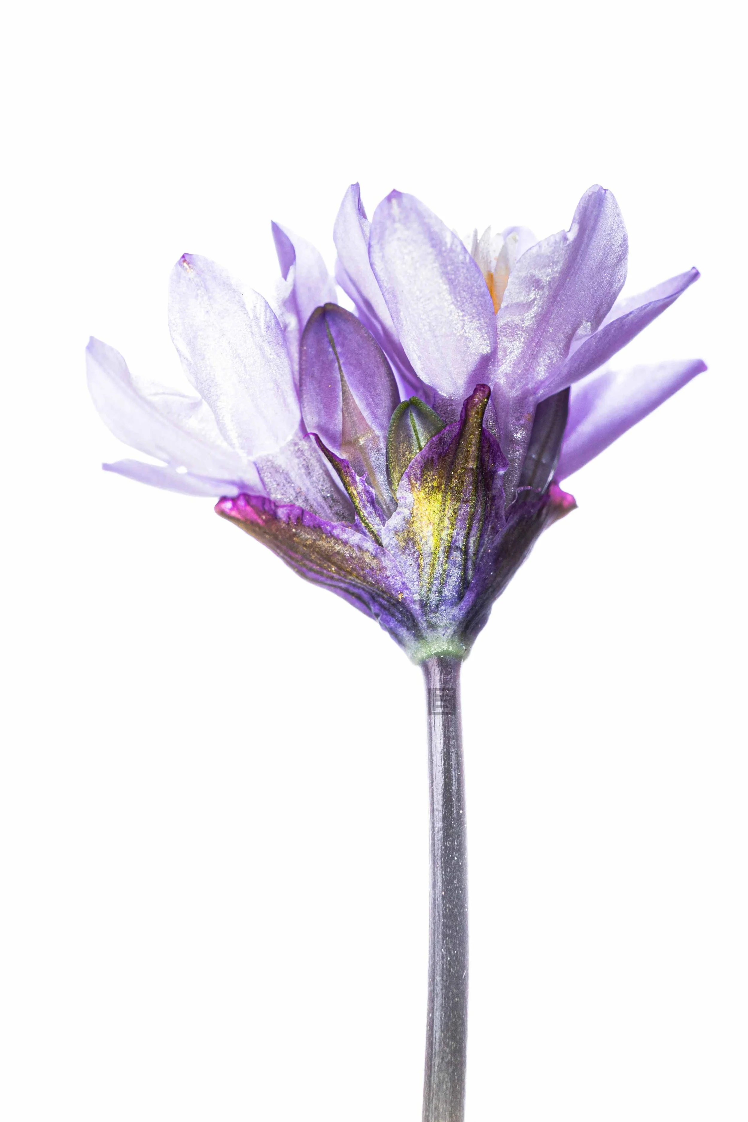 Dichelostema_capitatum_001RS.jpg