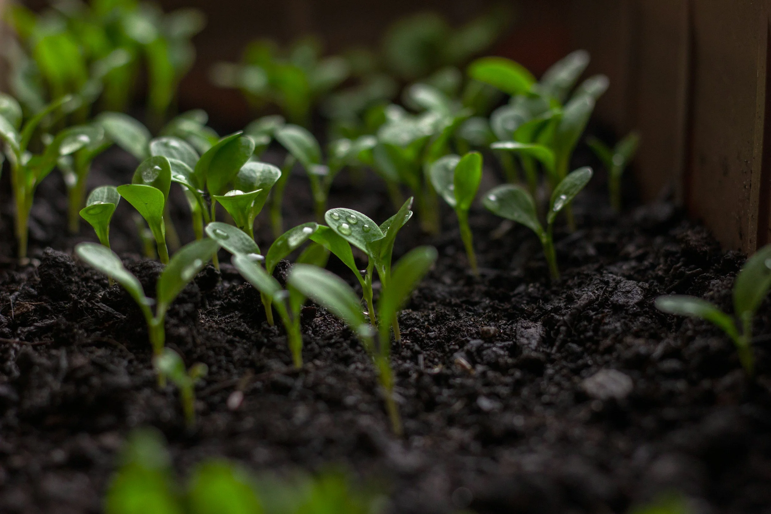 Growing Veggies from Seed