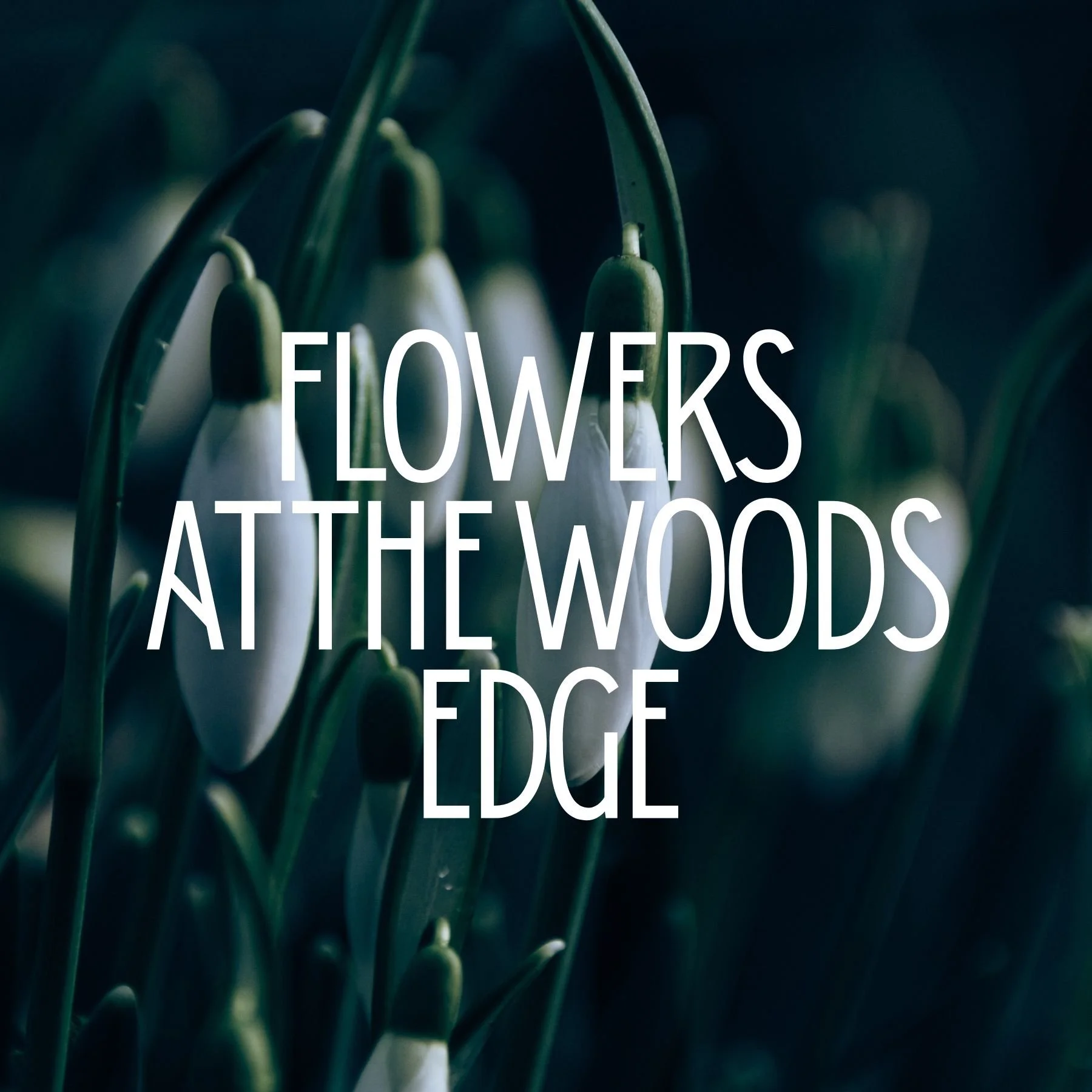 Flowers at the Woods Edge