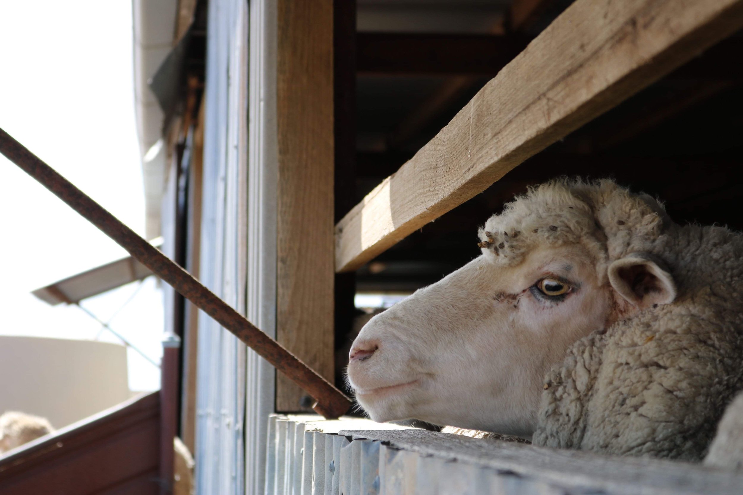 Close-up of a sheep resting its head on a wooden railing in a barn or farm structure, with sunlight illuminating part of its face.