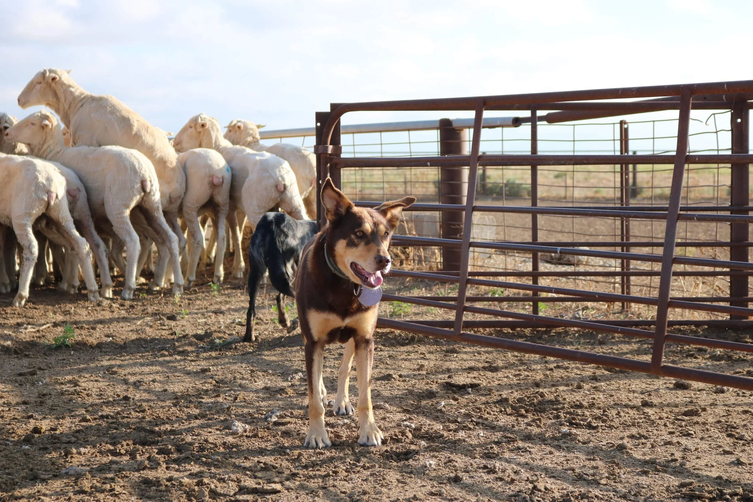 Riverina Stock Dog Apprentices Pilot Program