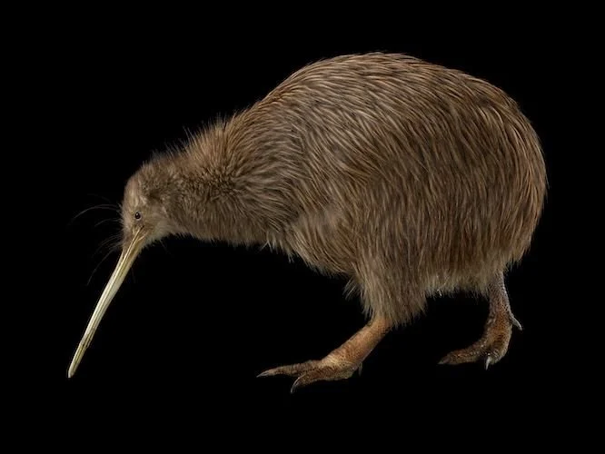 Australasian Association of Philosophy Annual Conference 2026