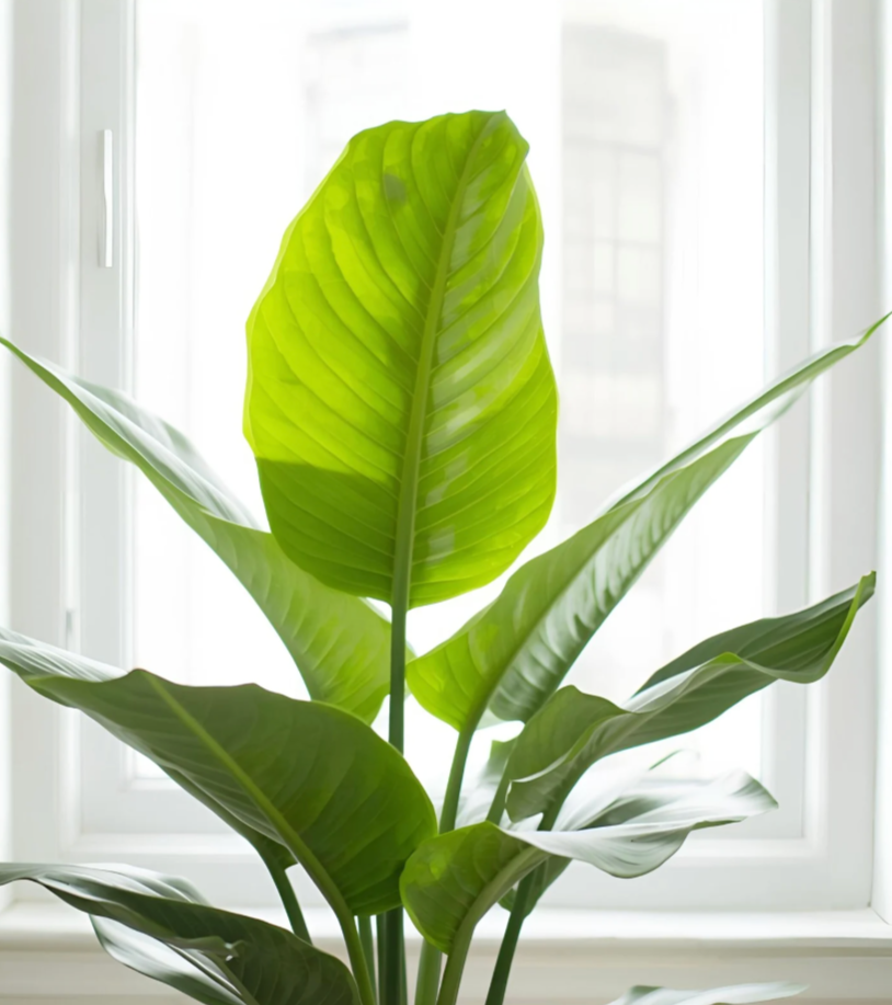 Large potted houseplant with broad green leaves in front of a white window.