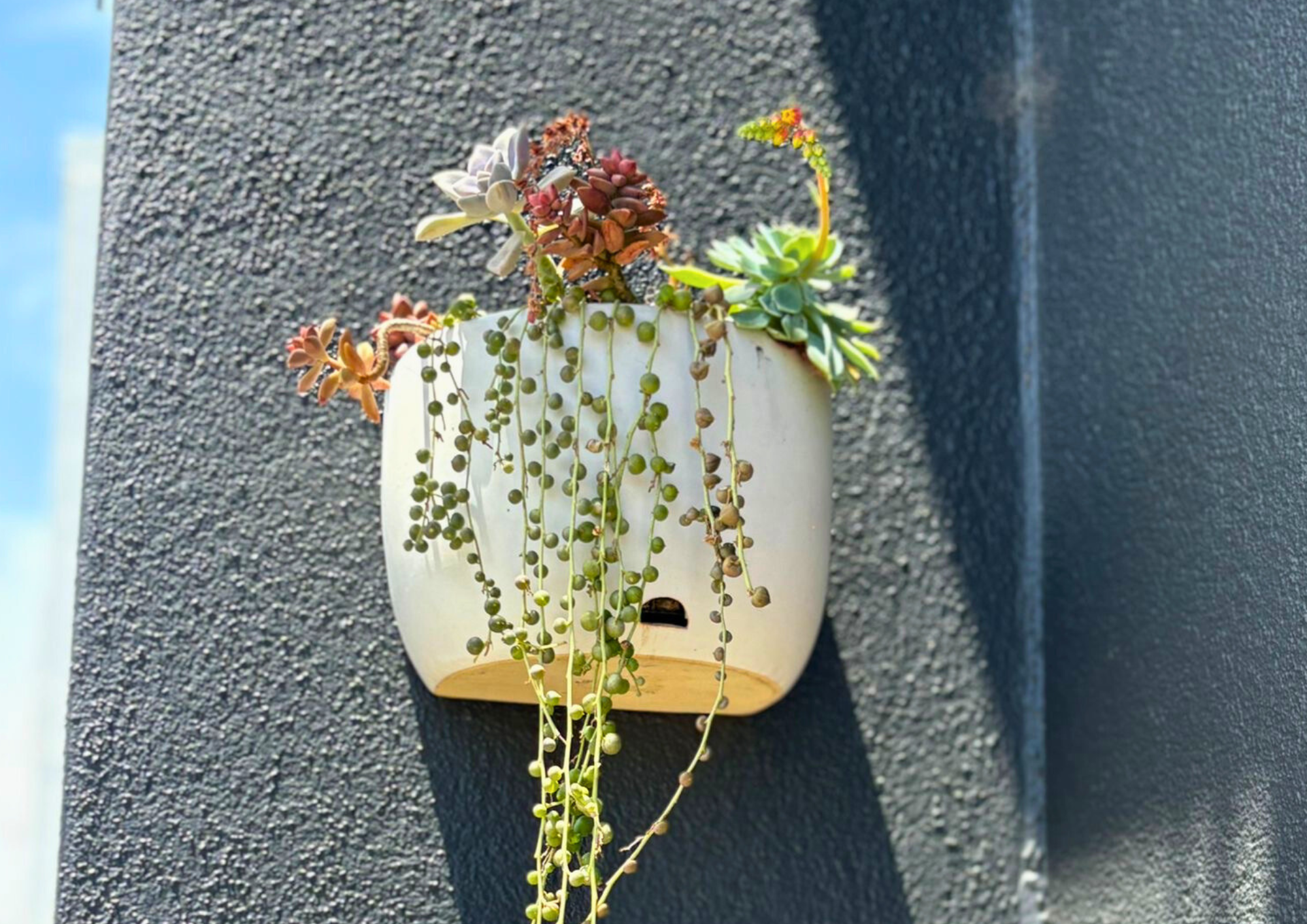 A white ceramic pot with diverse succulents, including string of pearls, hangs on a textured dark wall, bathed in sunlight, evoking a vibrant, calm mood.