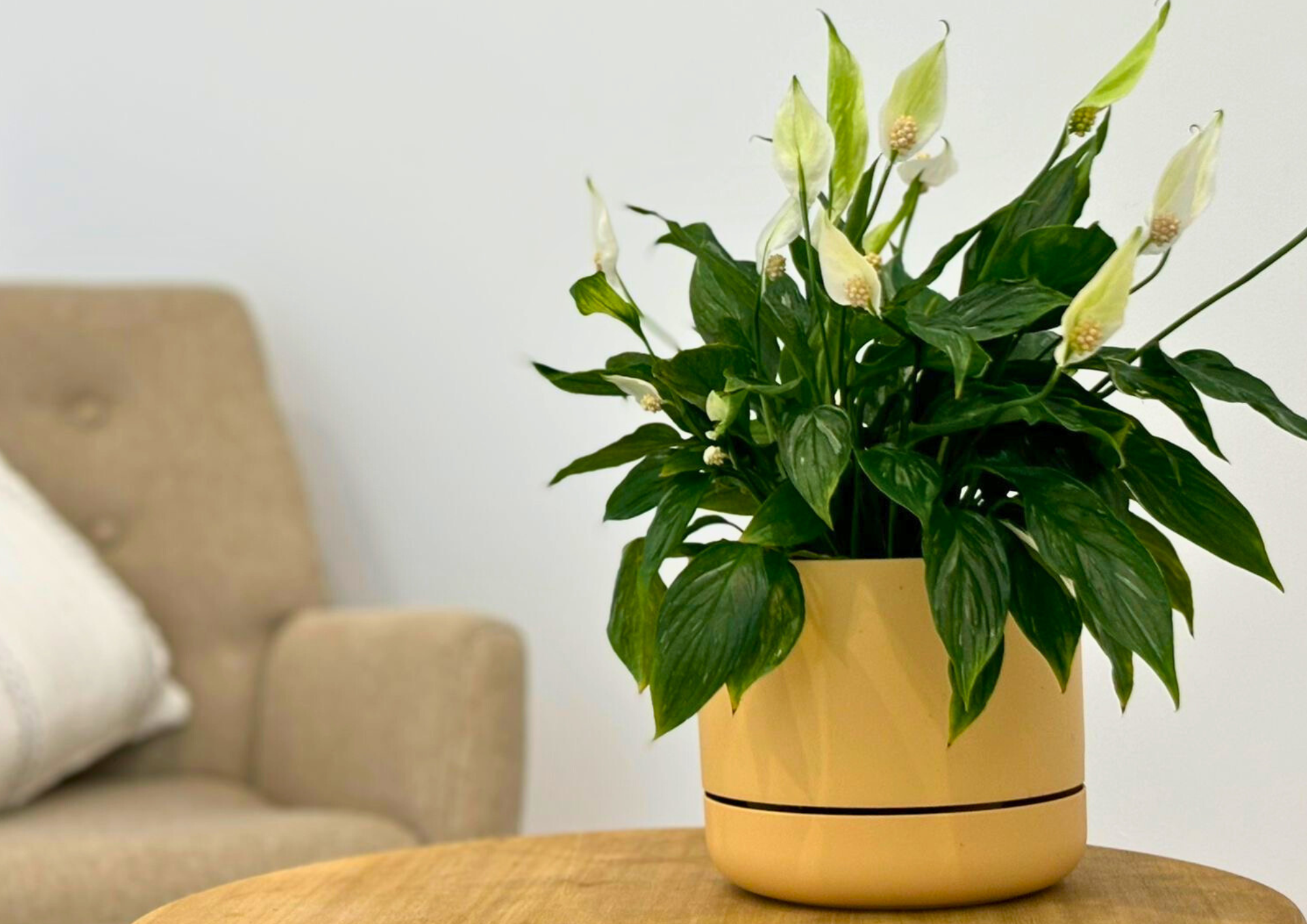 Potted peace lily with white blooms sits on a wooden table. In the background, a beige armchair with a white pillow adds a cozy, serene atmosphere.